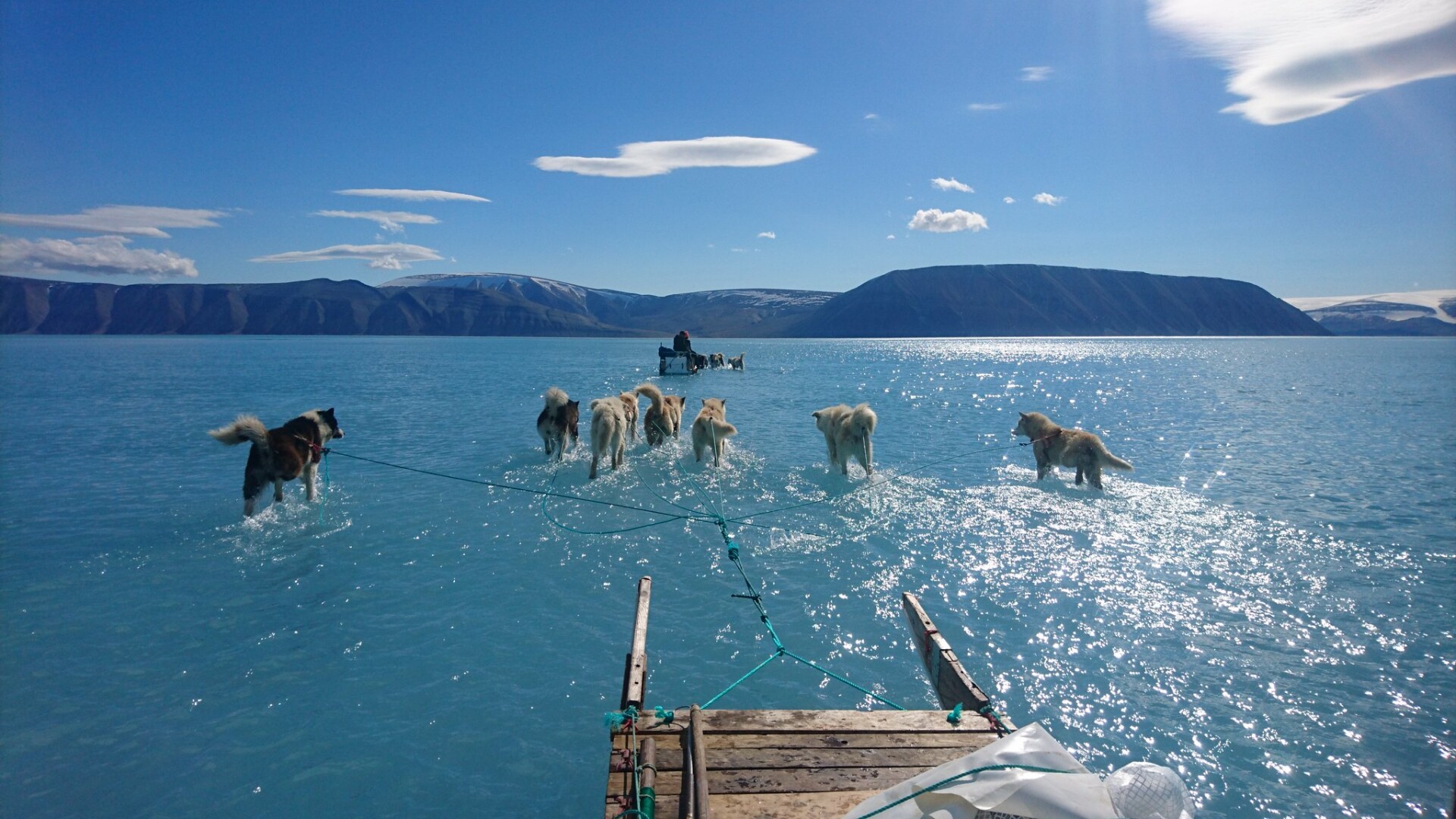 Câini de sanie care par că merg pe apă în Groenlanda. Poza face înconjurul lumii