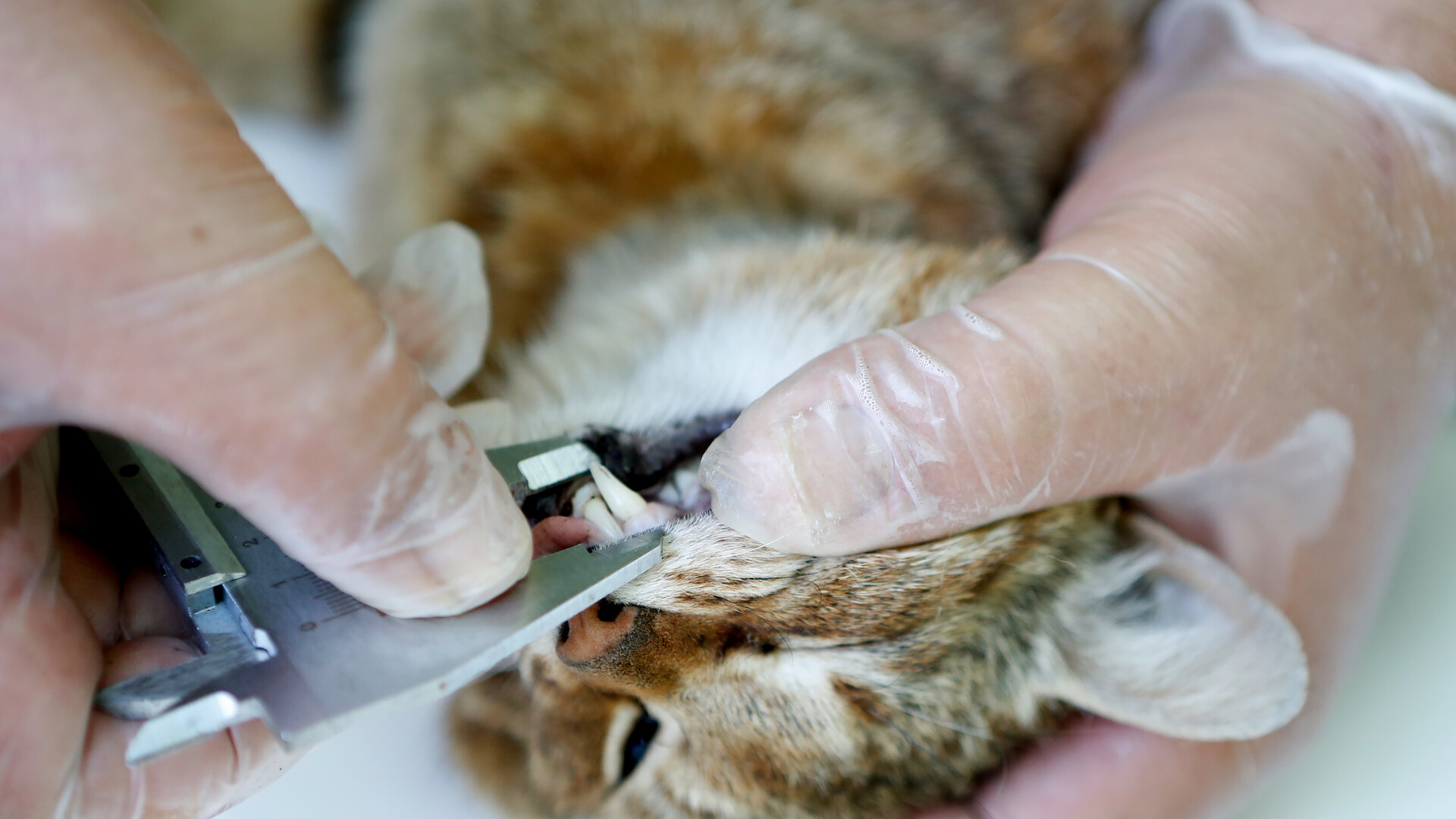 Pisica-vulpe descoperita in Corsica - 1