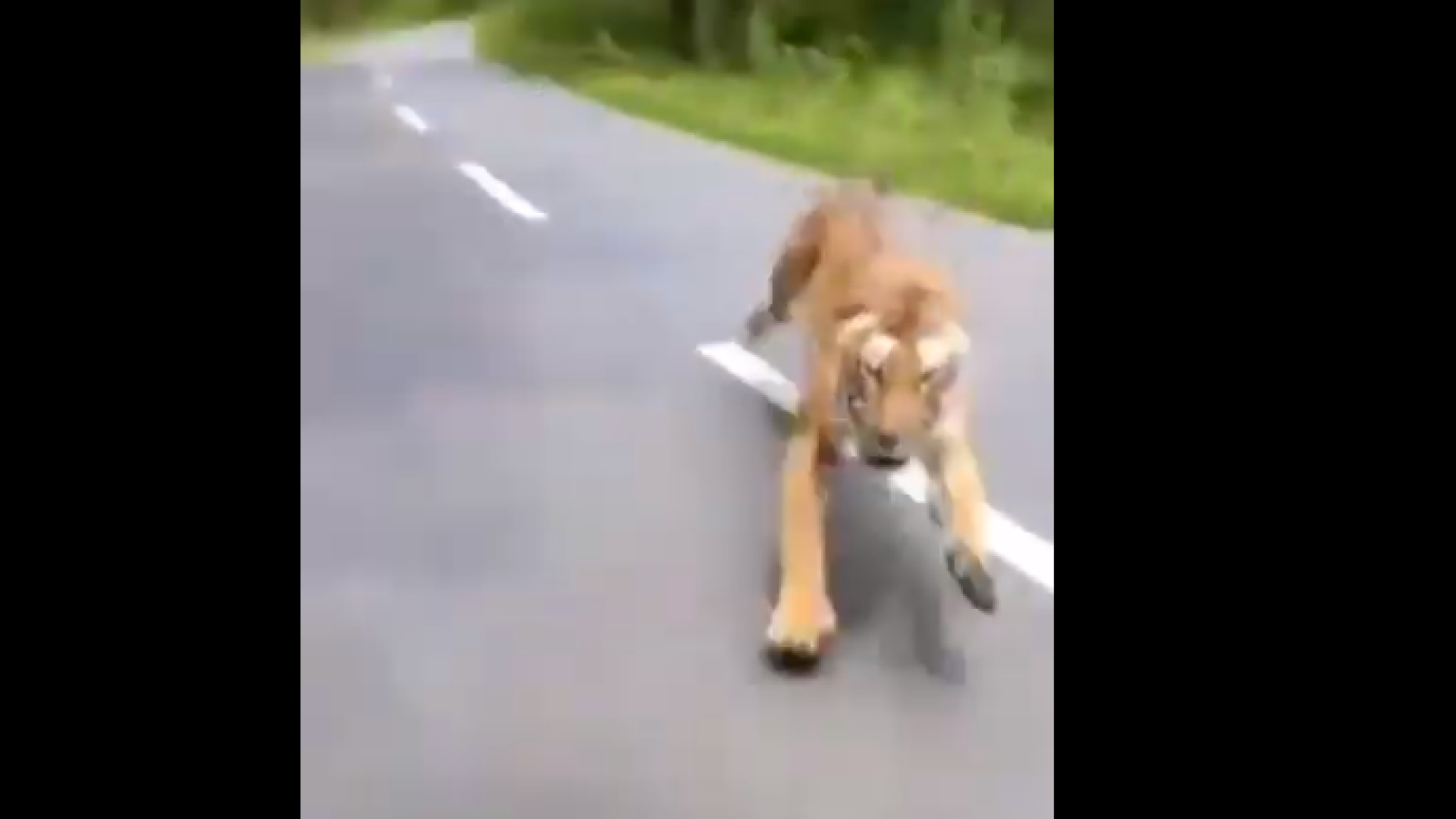 Atacat de tigru