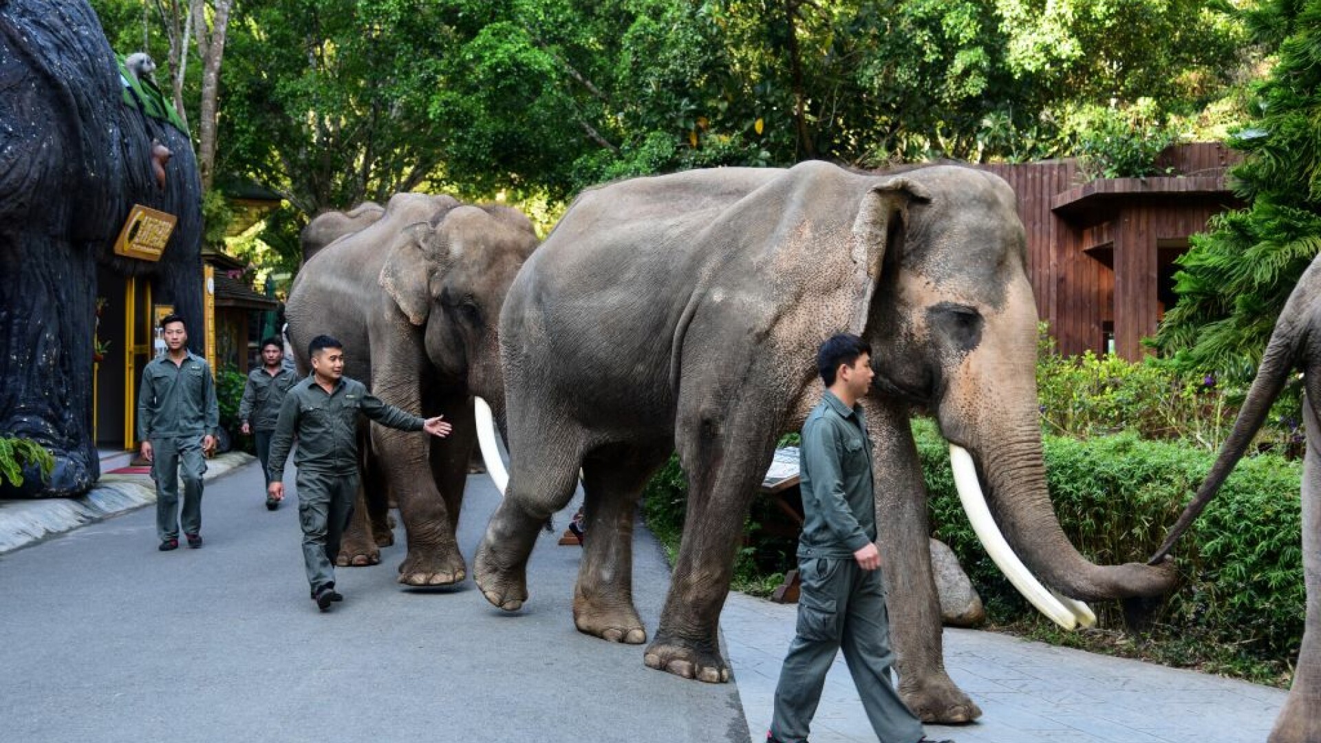 Chinezii au făcut un ”mare zid” de camioane contra unei turme de elefanţi. Motivul migrației acestora, un mister