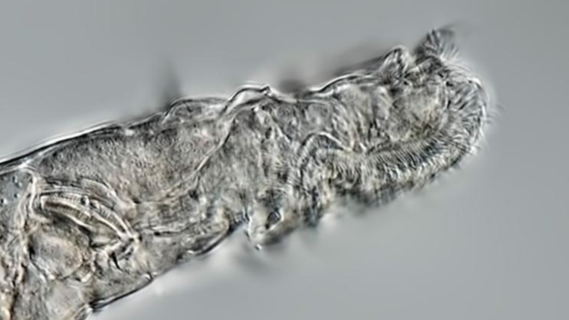 Un animal microscopic a supravieţuit 24.000 de ani în permafrostul din Siberia