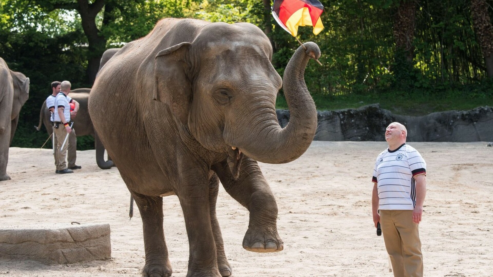 Un elefant ”spiritist” din Hamburg a prezis că Franţa va câştiga meciul cu Germania la EURO 2020