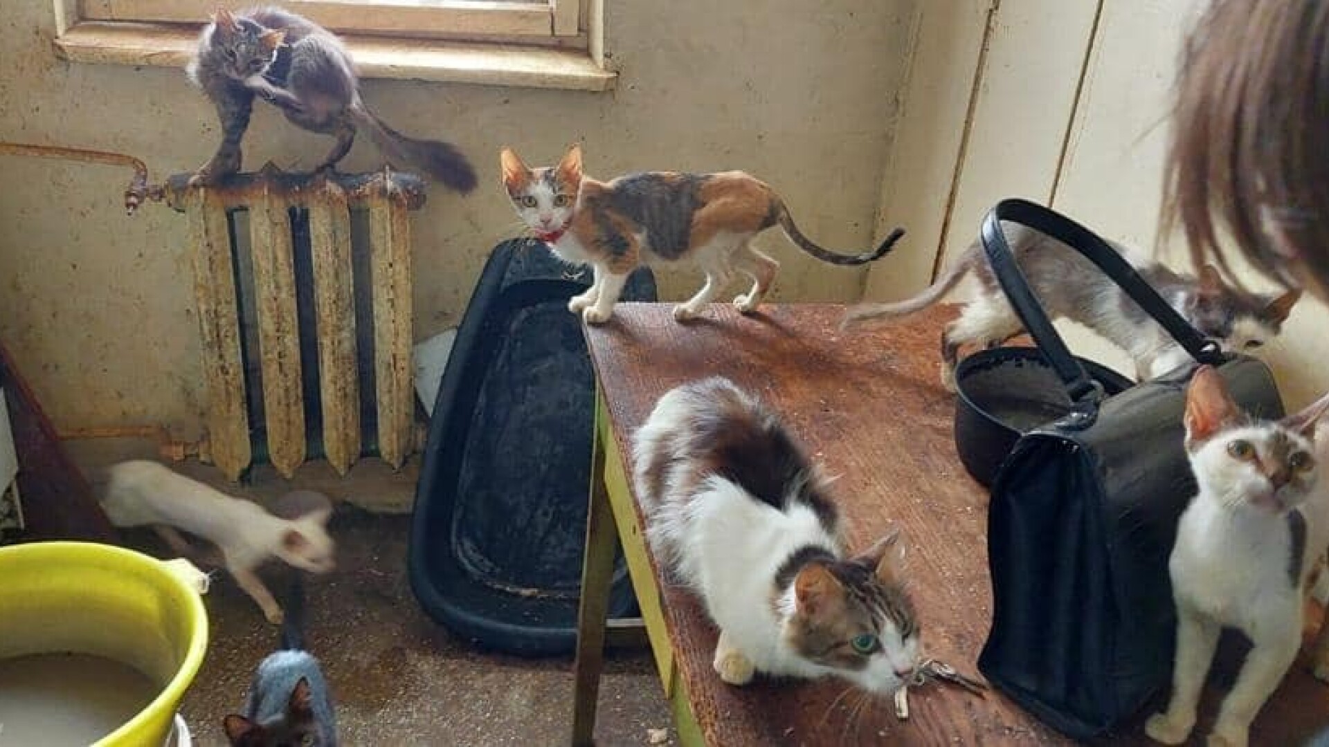 18 pisici și 5 câini, salvați dintr-un apartament din Botoșani. În ce condiții trăiau animalele - 2
