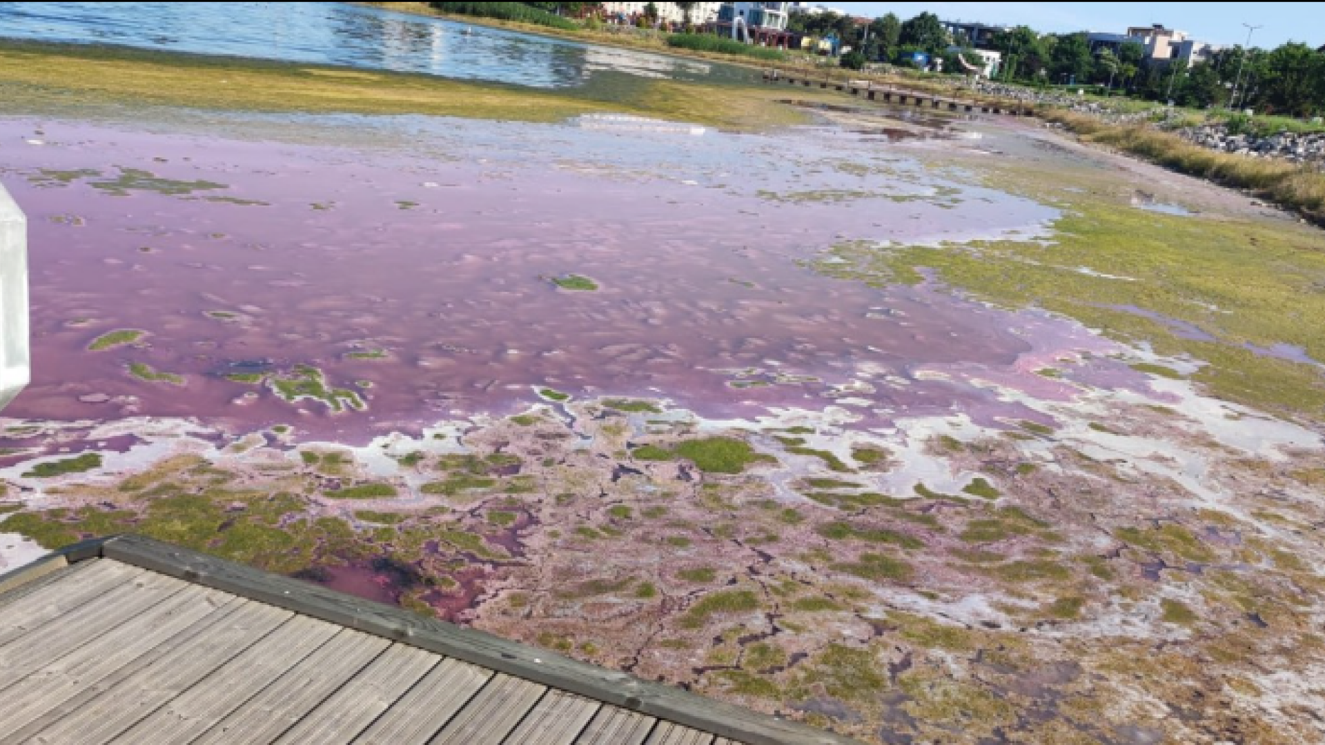 Lacul Techirghiol a devenit roz. Care este explicația VIDEO