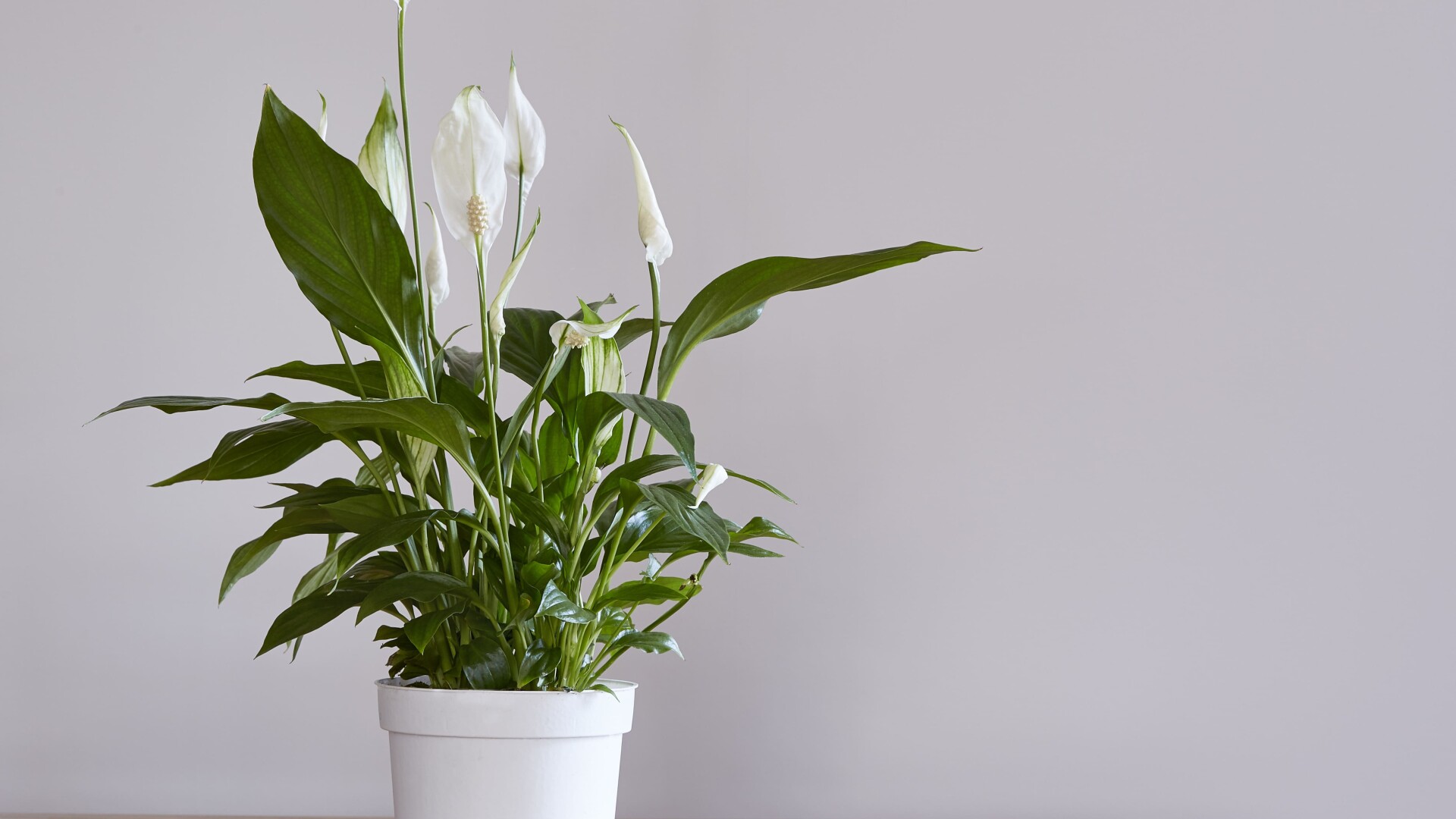 spathiphyllum