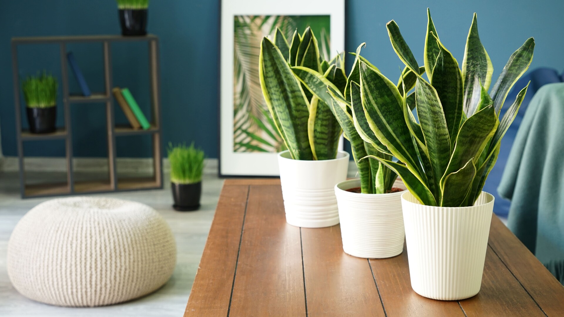 sansevieria - planta sarpe