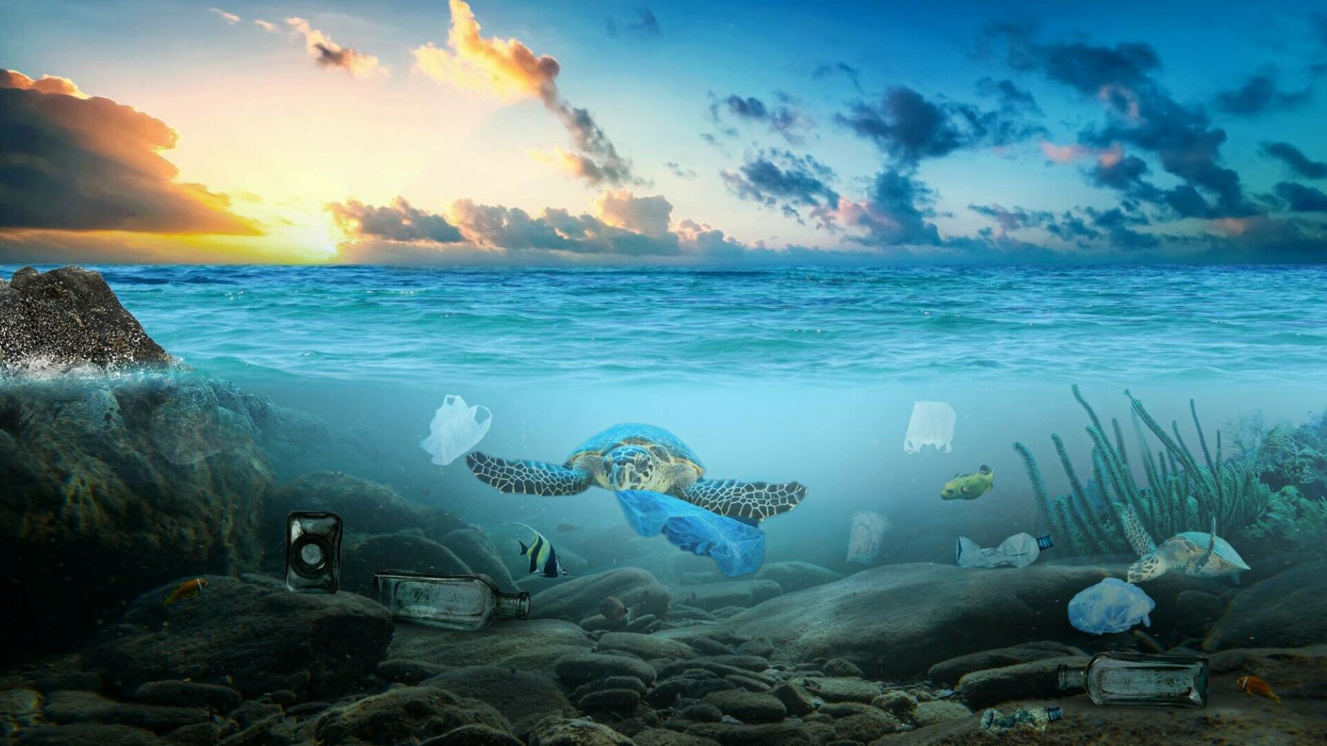 Moment istoric. După două decenii de negocieri, a intrat în vigoare primul acord din lume pentru protejarea vieții marine