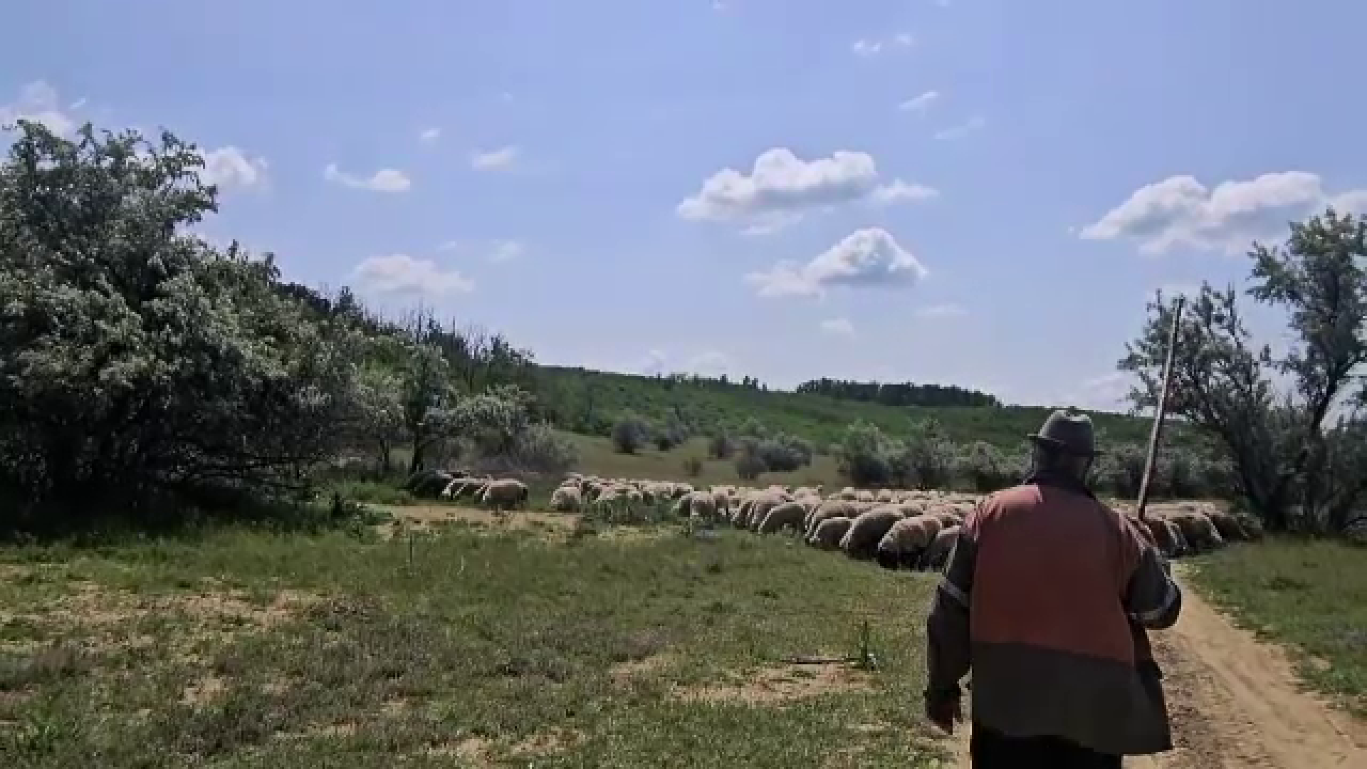 Un adolescent de 14 ani ar fi ucis un cioban din Sibiu. Bărbatul a fost găsit mort într-o zonă pădure, cu răni la cap