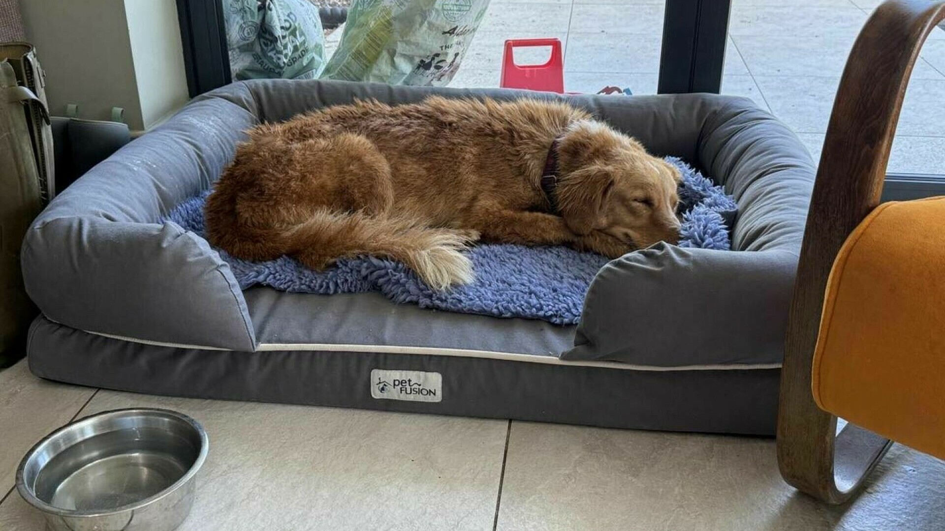 retriever disparut