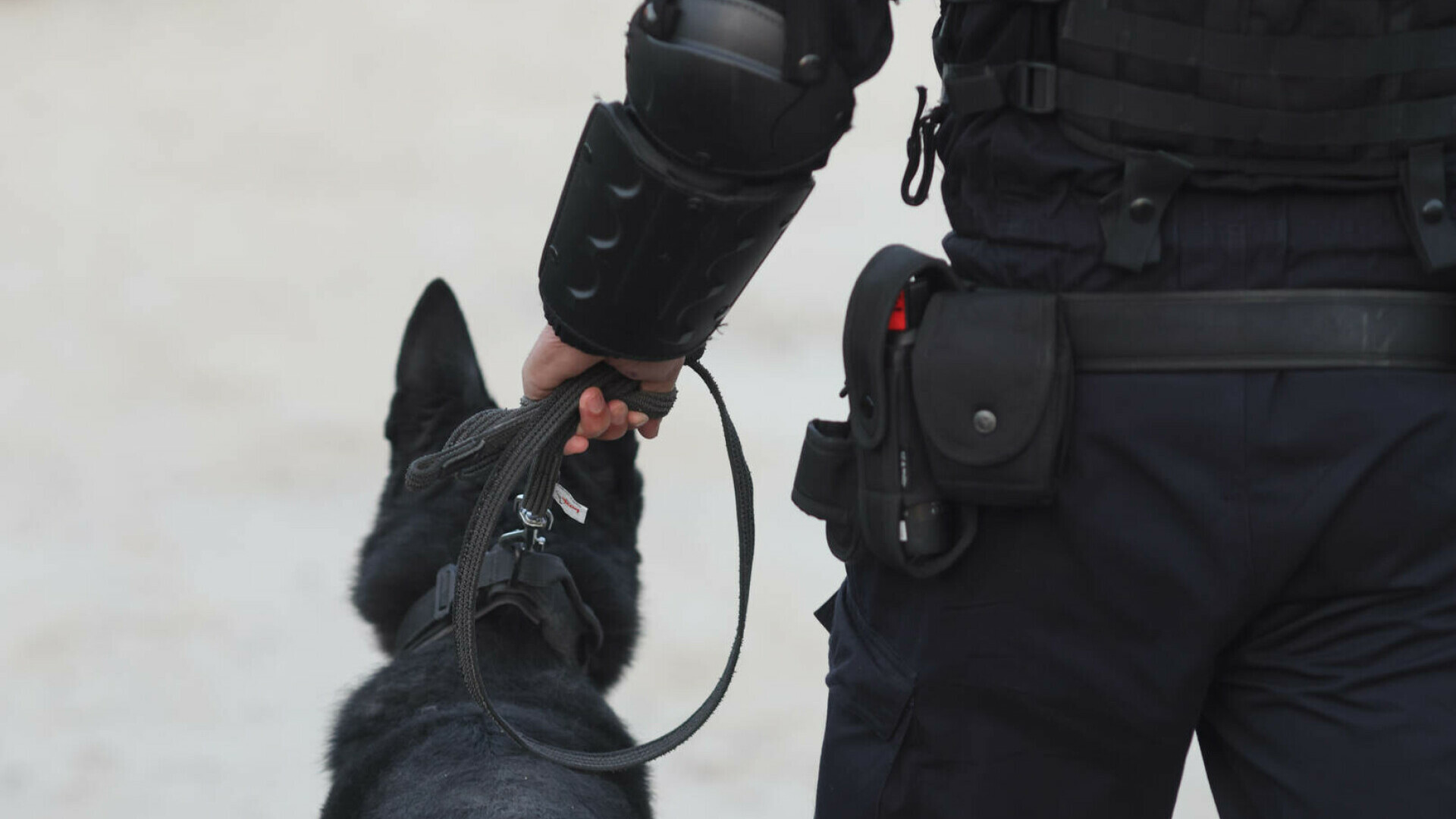 Centre de colectare a ciupercilor din Suceava, verificate de Garda de Mediu. Amenzi de 360.000 lei