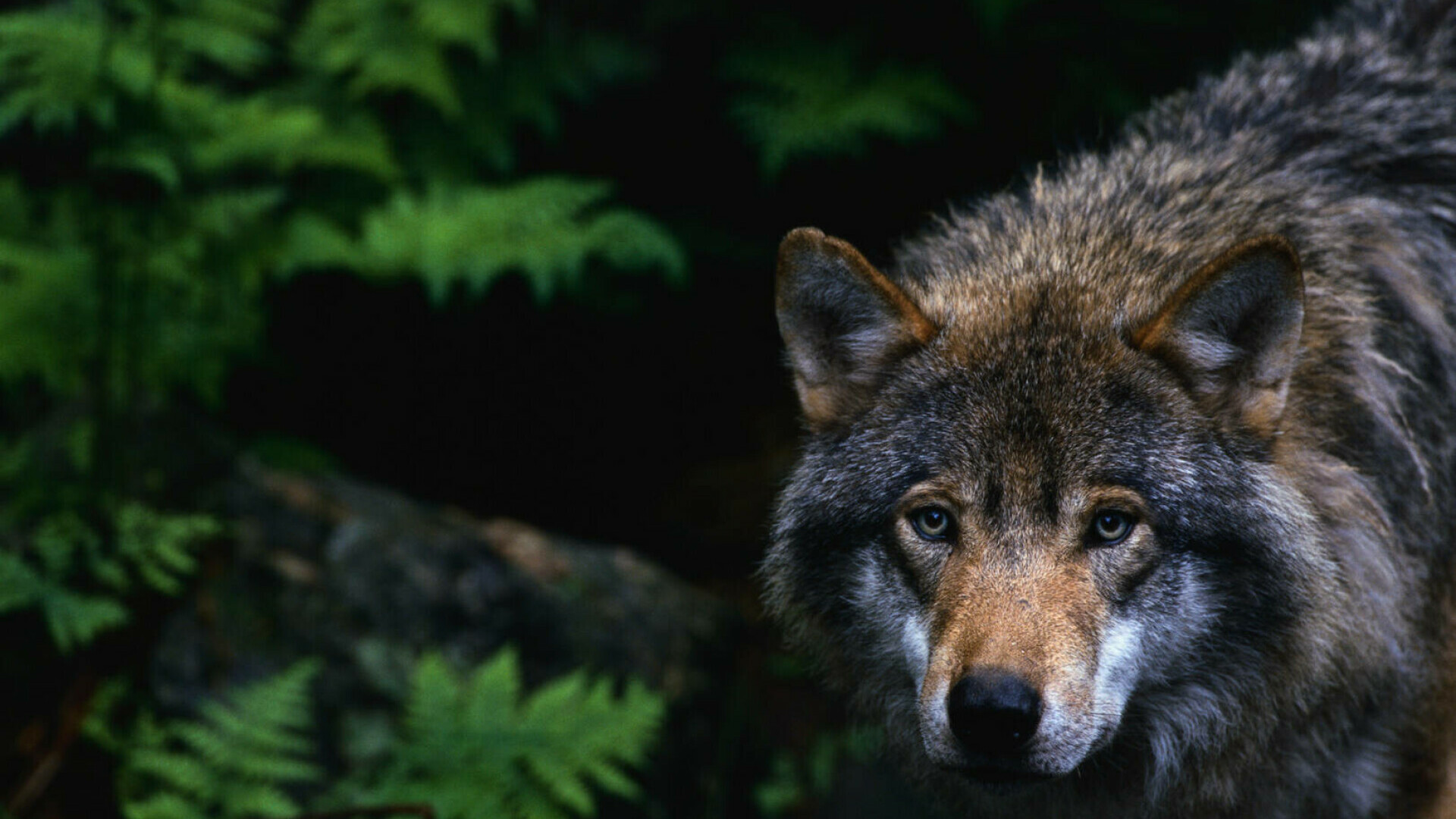 Animalul pe care Uniunea Europeană îl scoate de pe lista strict protejat