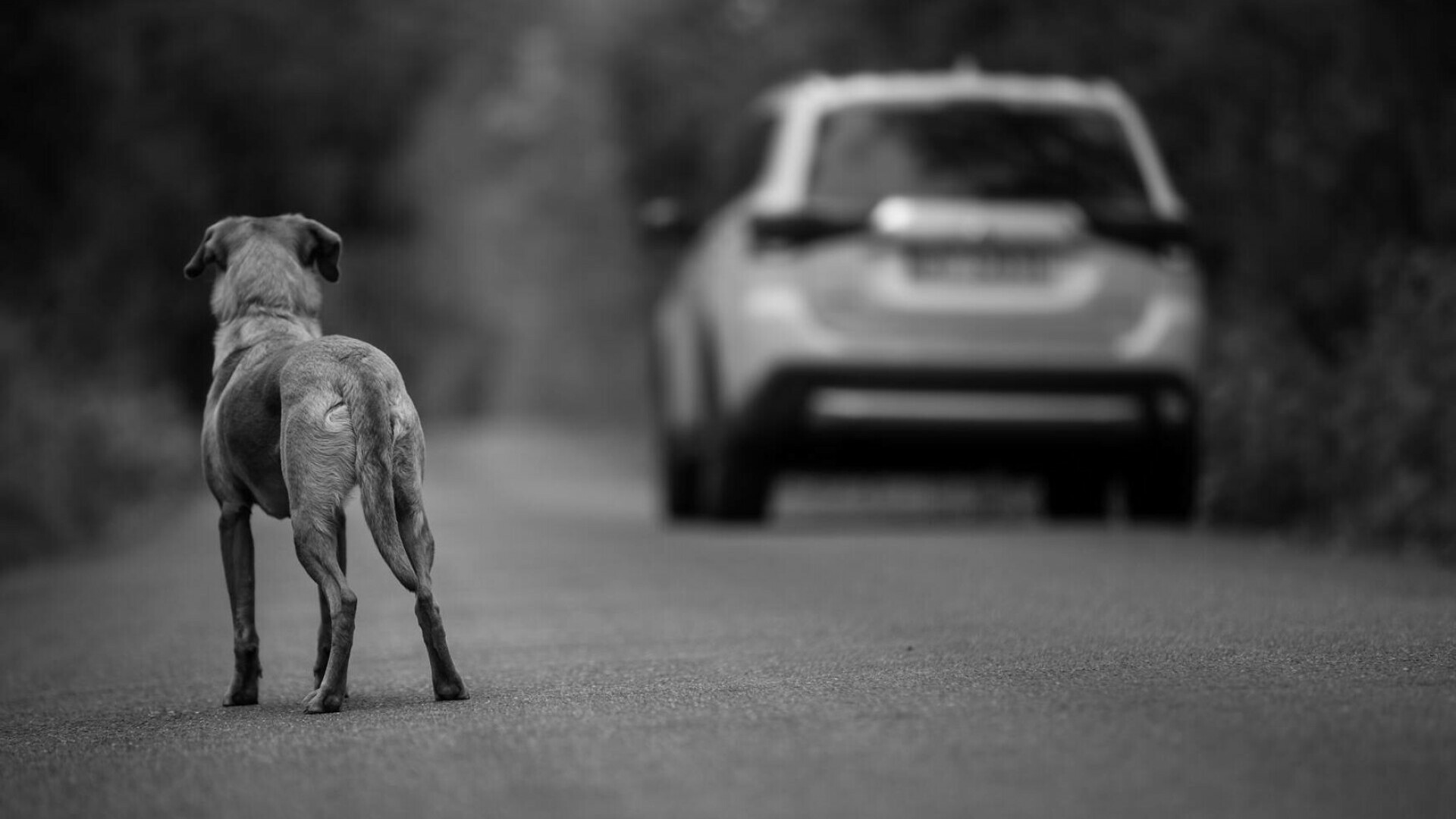 Un bărbat a fost amendat cu 12.000 de lei după ce „a scos dintr-un sac un câine” și l-a abandonat