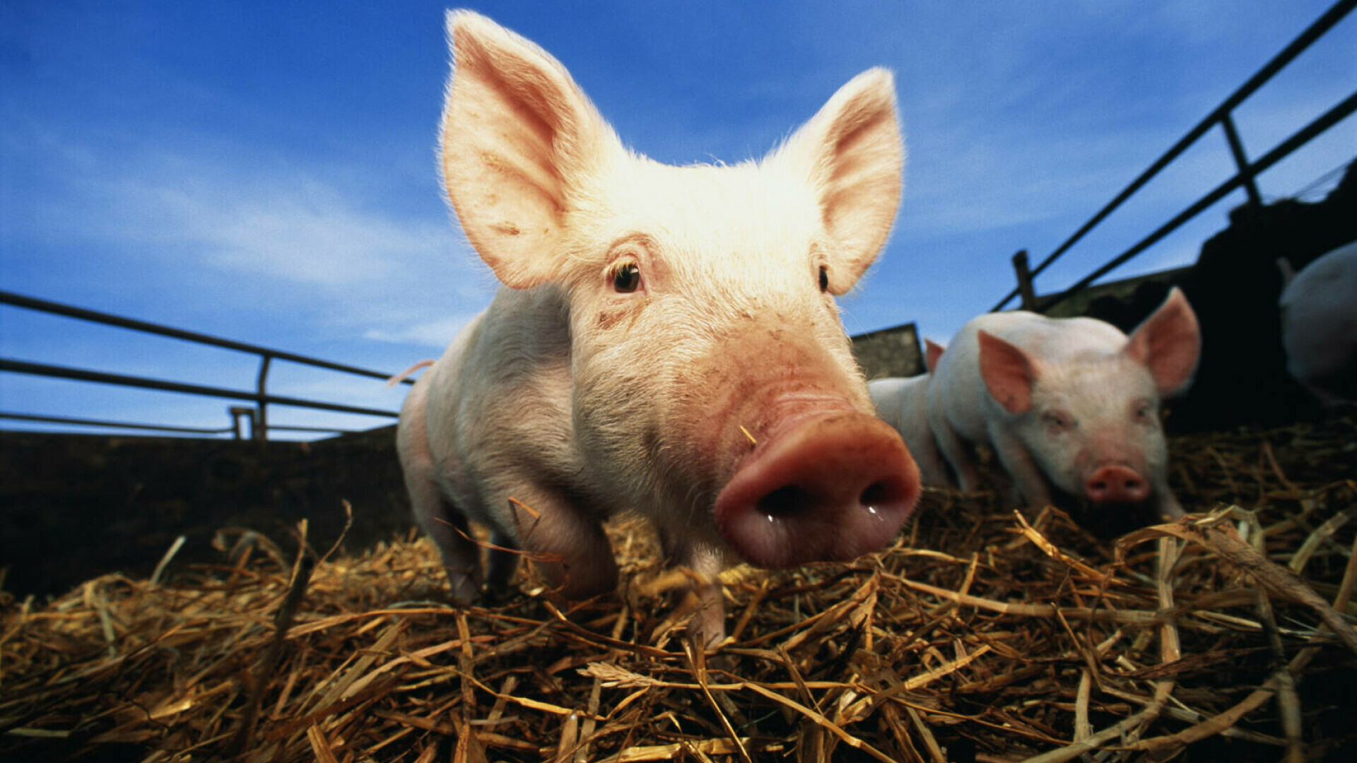 Guvernul chinez a hotărât că vrea porci mai slabi. Motivul neașteptat din spatele deciziei
