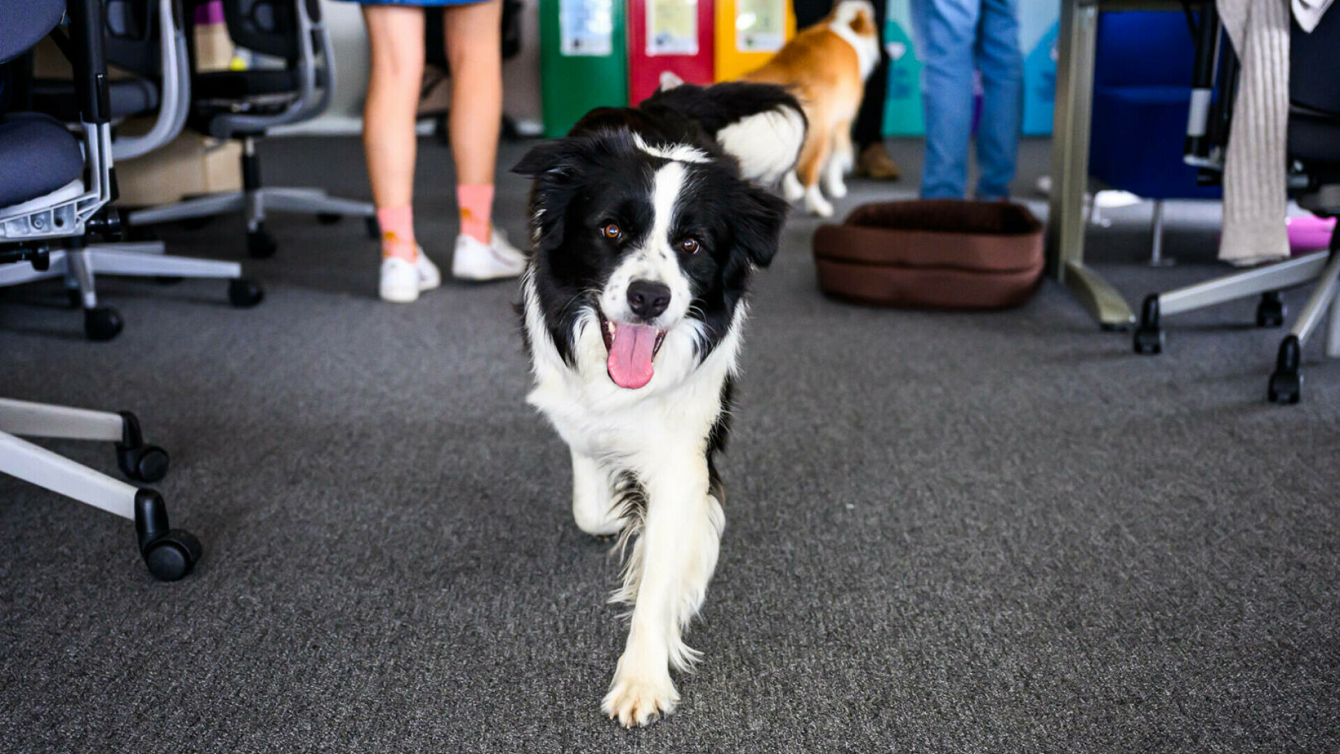 (P) Terapie fără programare, în timpul orelor de lucru – birourile pet-friendly sunt cu adevărat motivante