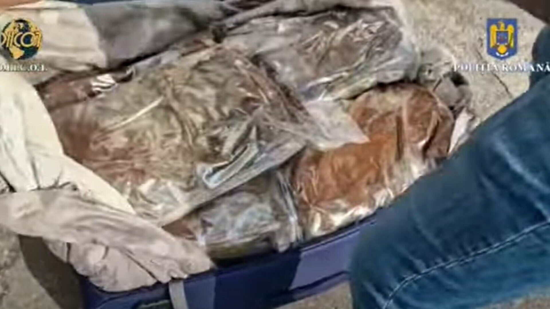 Trei bărbaţi au introdus în România zeci de kilograme de canabis printr-o firmă de curierat. Cum ascundeau mirosul de droguri