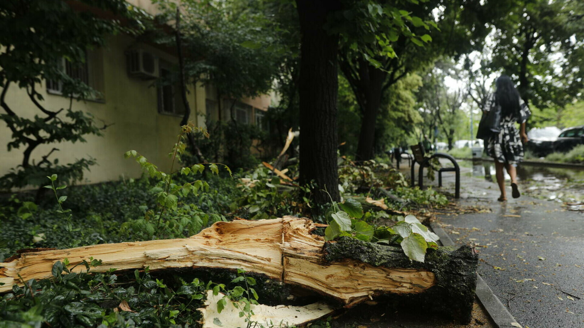 Furtuna puternică de vineri seară a provocat pagube în București. Zeci de copaci doborâți şi cabluri electrice avariate