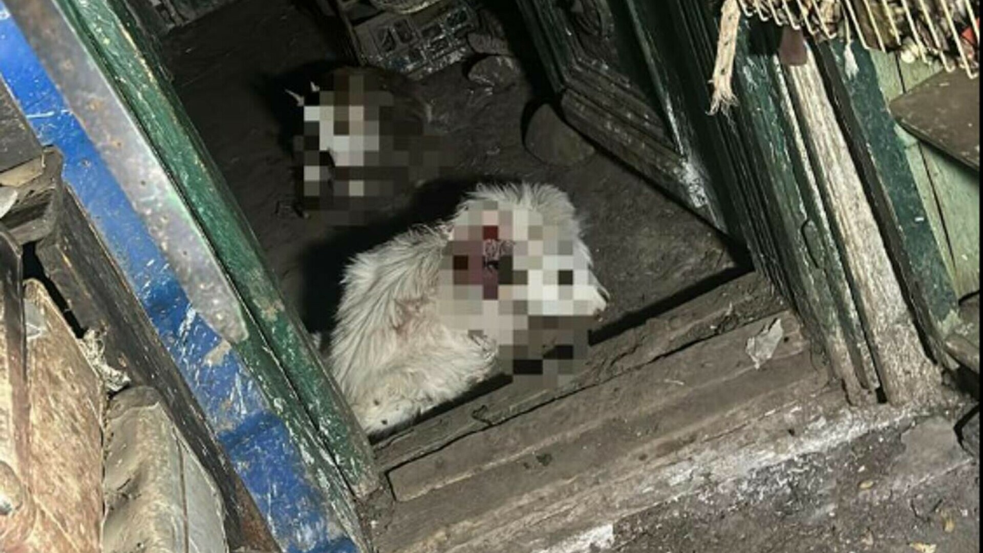 Un urs a intrat în curtea unui localnic din Râmnicu Vâlcea. Ce pagube a făcut animalul sălbatic