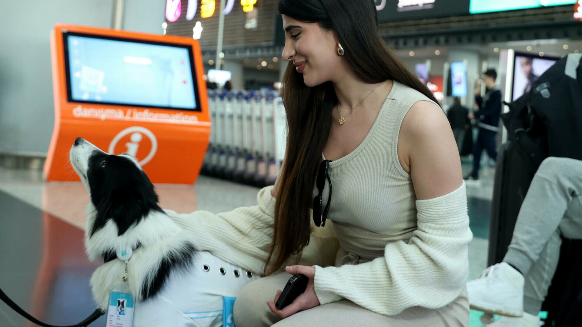 Vești bune pentru iubitorii de animale care zboară cu avionul. Câinii și pisicile pot călători în cabină indiferent de talie