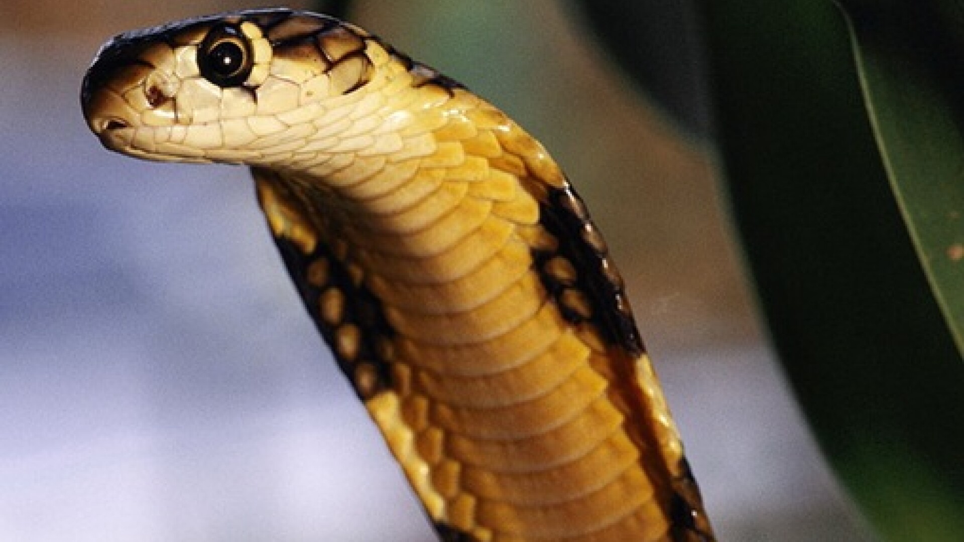 Cobra asiatica