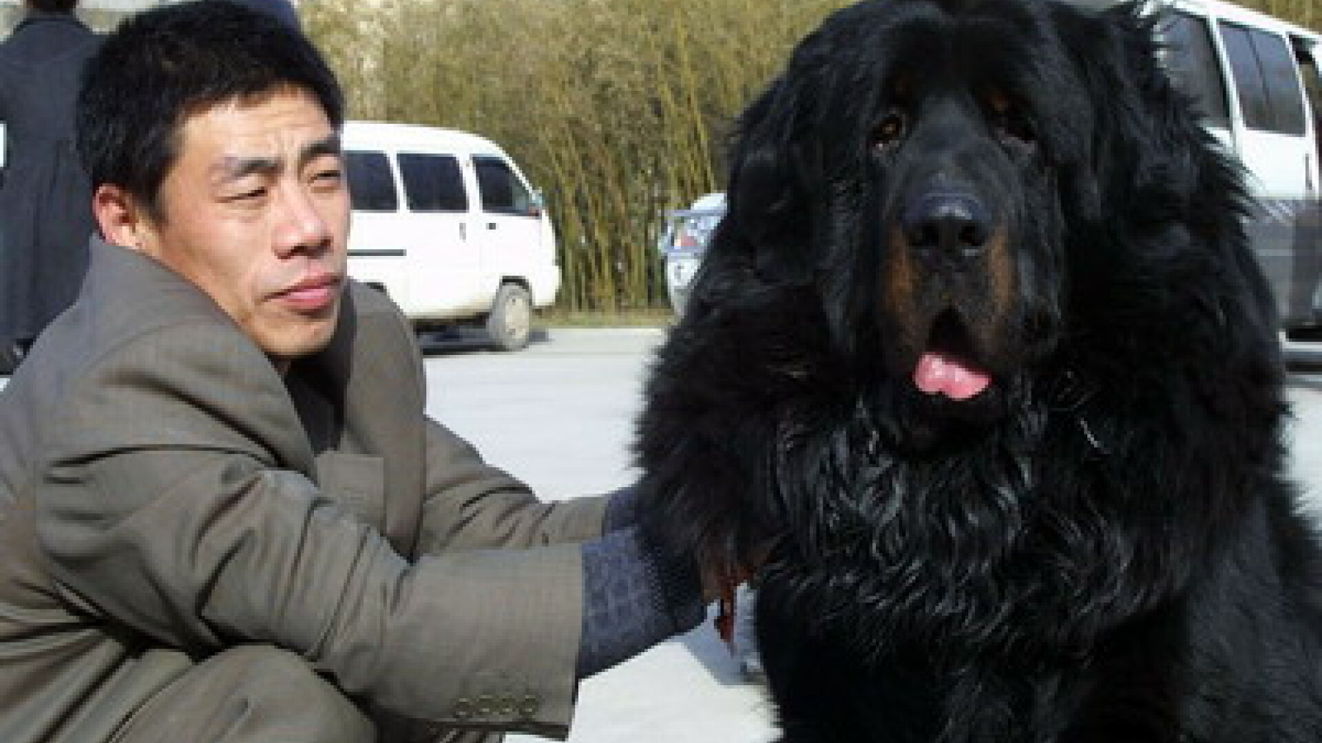 Mastiff-ul tibetan a devenit o afacere pentru chinezi