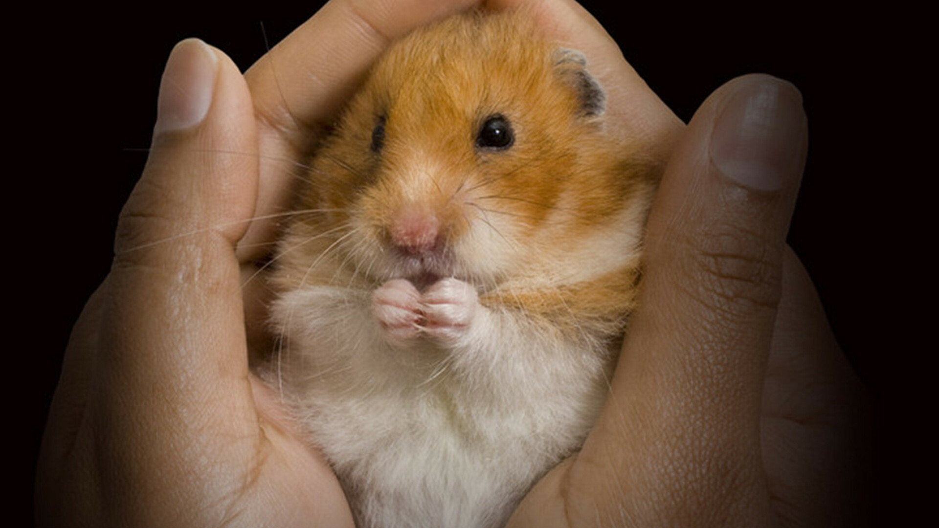 hamster