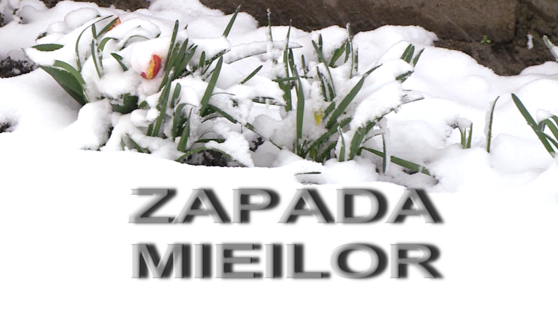 ZAPADA MIEILOR2