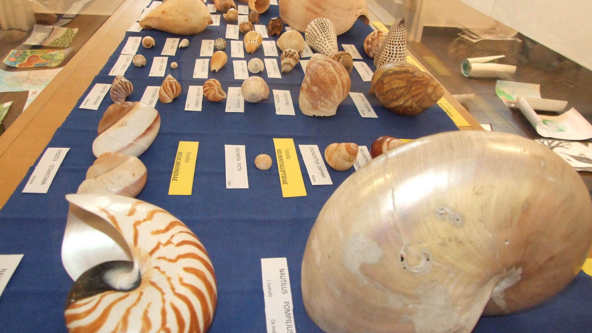 expozitie moluste