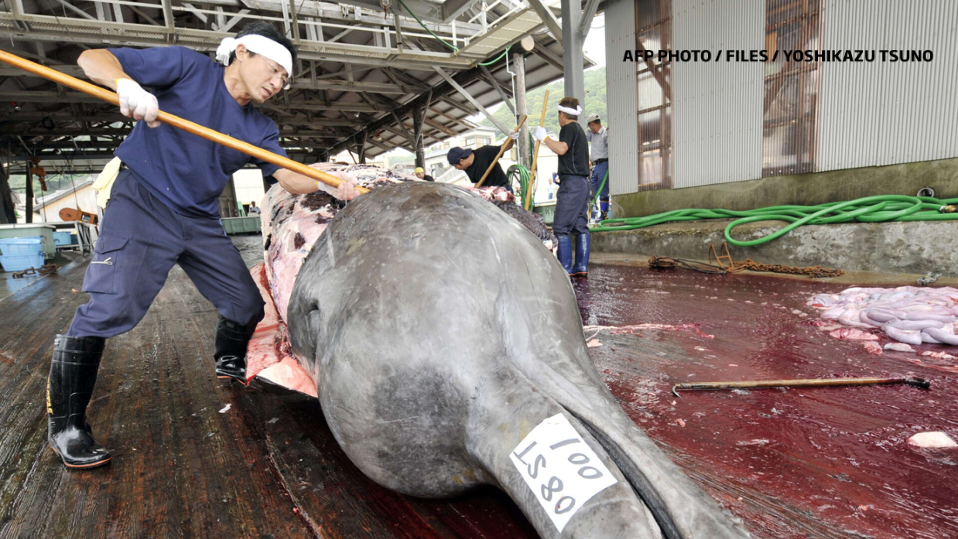 balena ucisa de japonezi