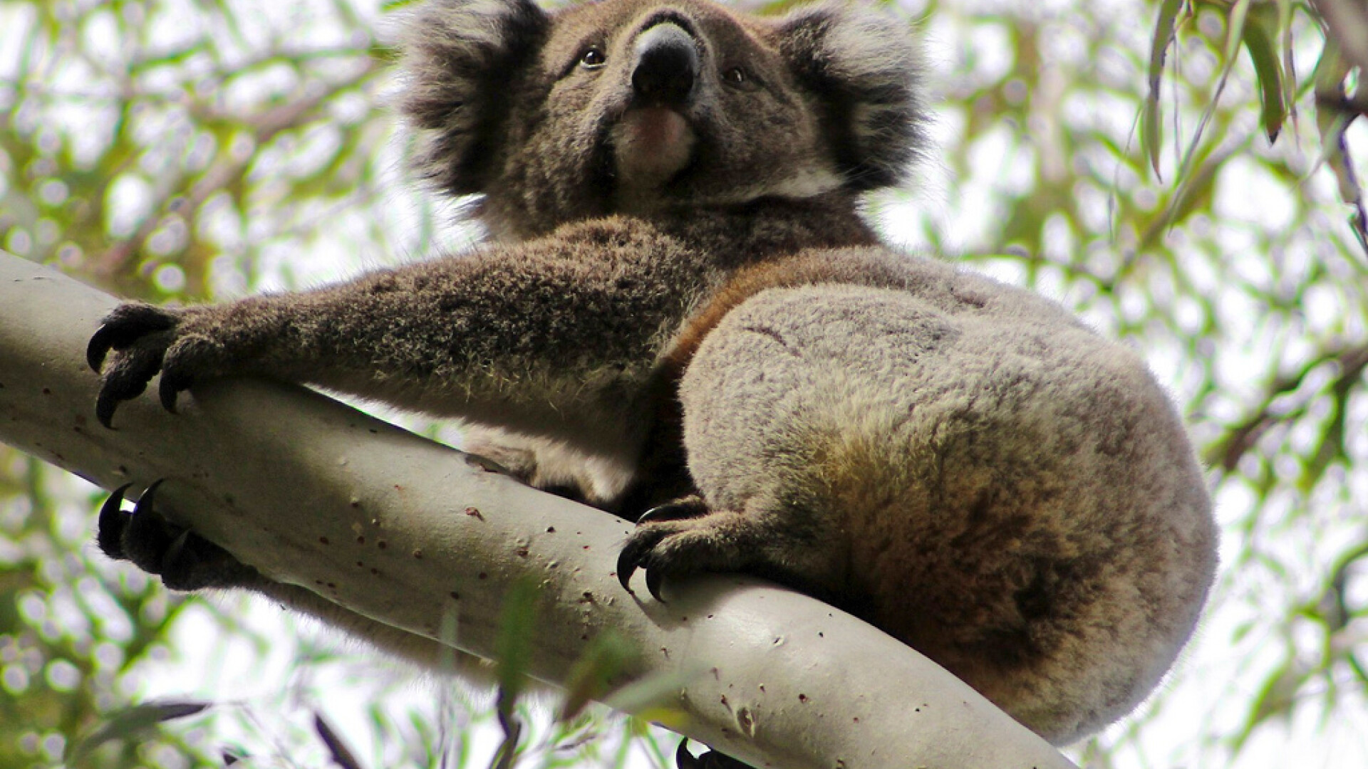 urs koala