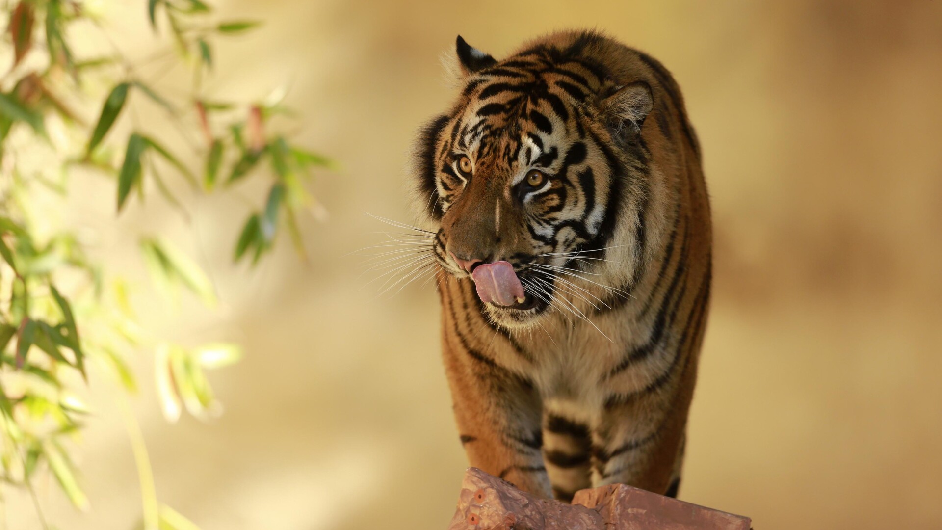 tigru de Sumatra - Getty