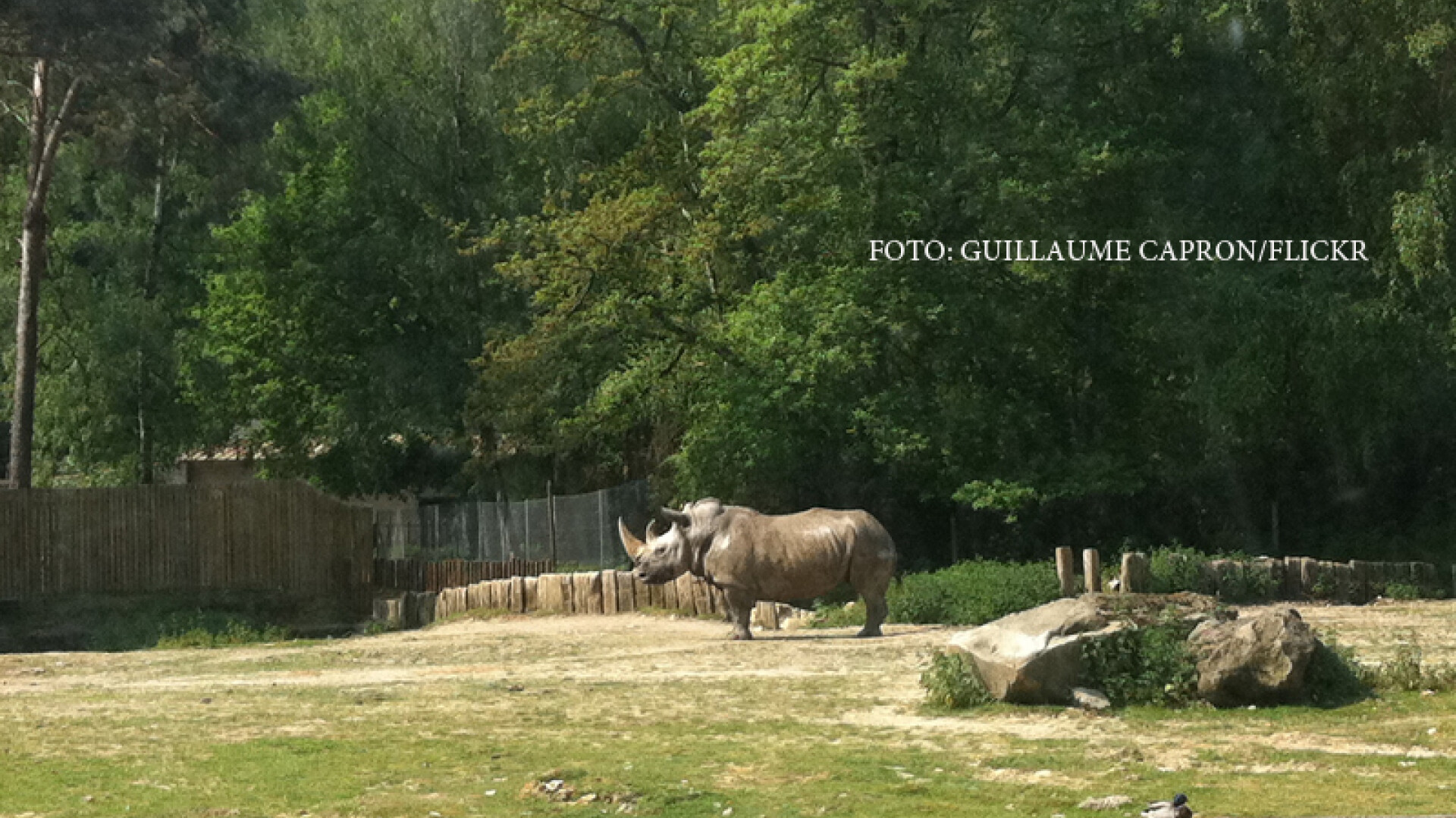 rinocer la zoo din Thoiry