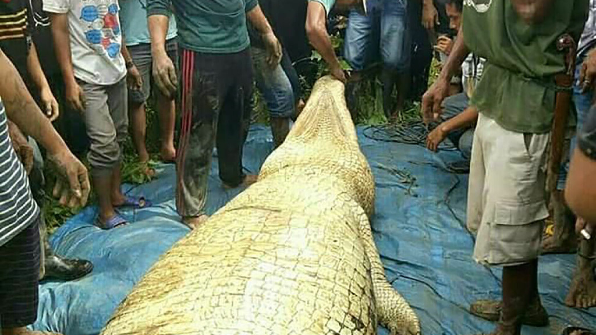 Crocodil Indonezia