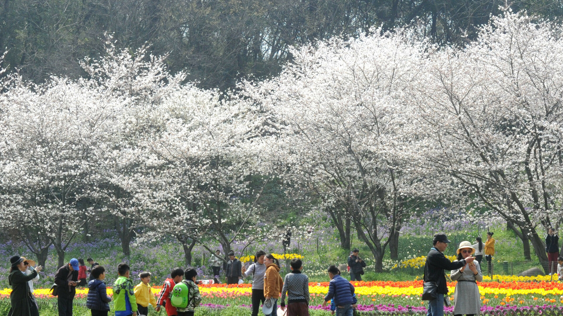 Au înflorit cireșii, în orașul chinez Suzhou. Oamenii se bucură de venirea primăverii