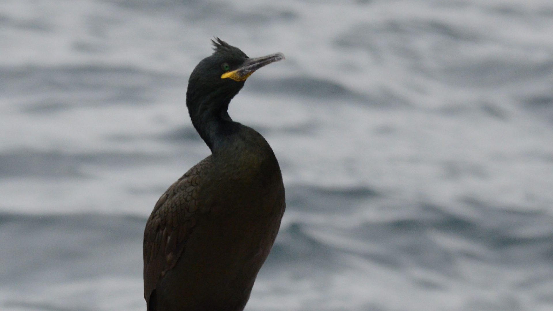 cormoranul moțat