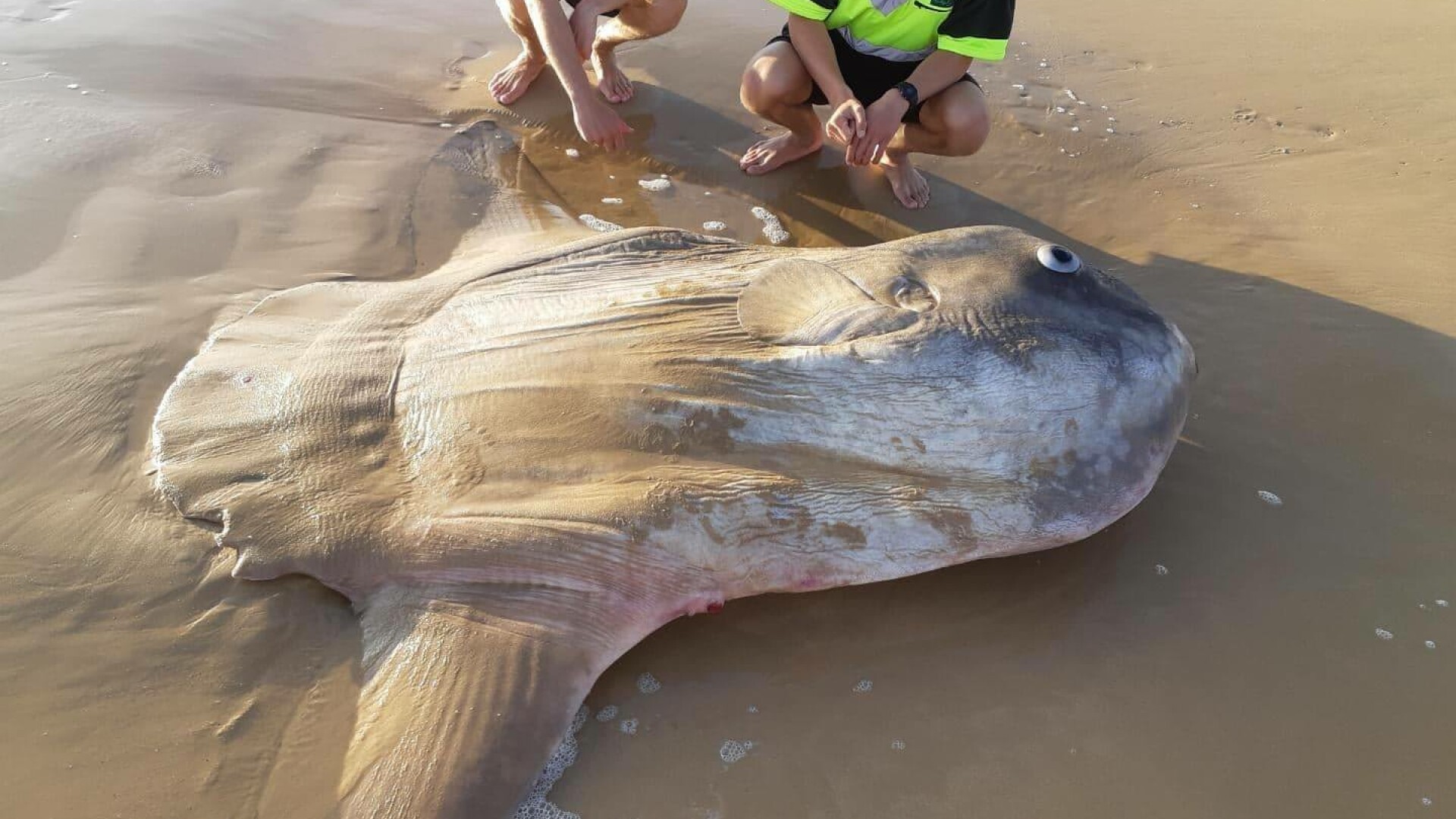 Un exemplar gigantic de peşte-lună a eşuat pe o plajă din Australia - 1