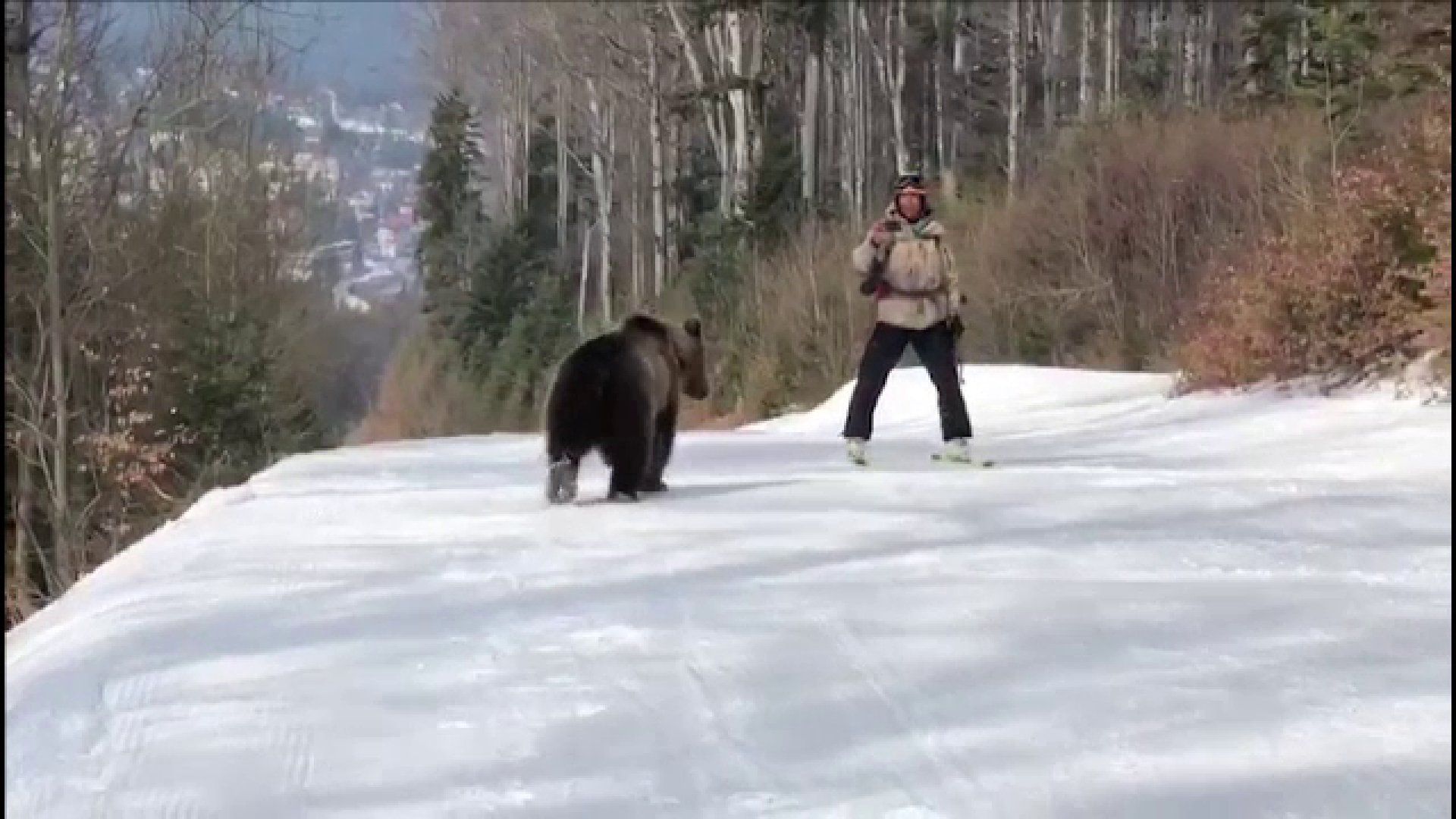 Un urs a urmărit minute bune schiorii de pe o pârtie din Predeal. ”Ești un zăpăcit! Eu zic să te duci în pădure!”