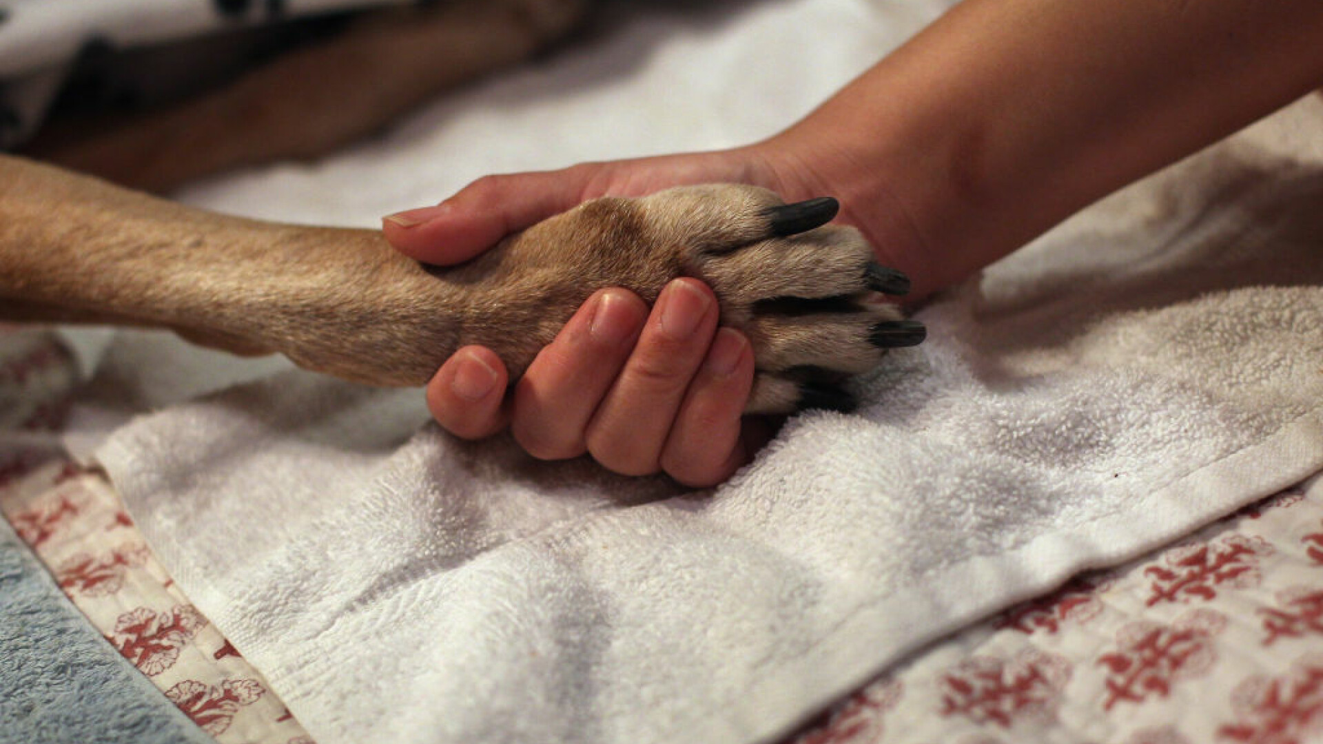 Descoperire șocană în Bacău: Zeci de câini morți, la un adăpost canin. Unii au fost băgați vii în saci și lăsați să se sufoce