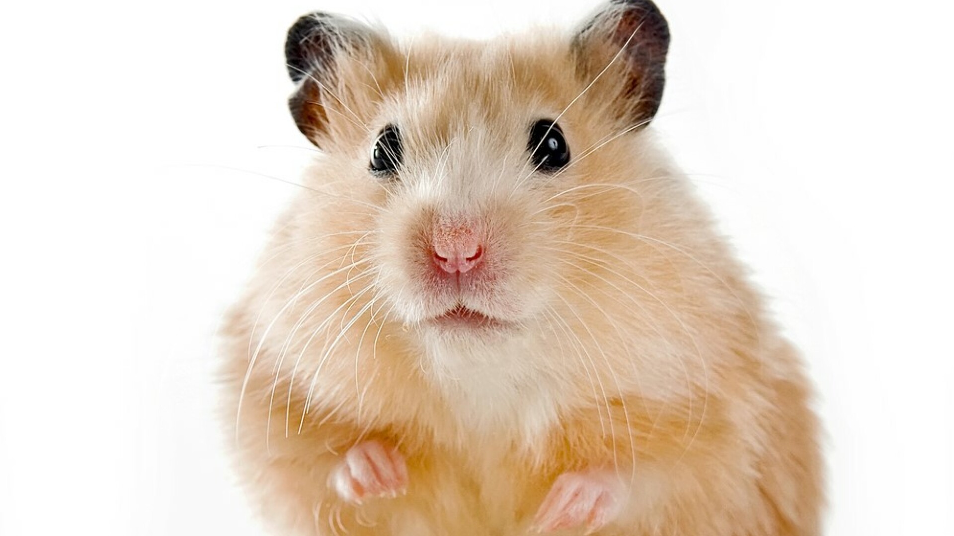 hamster, soarece