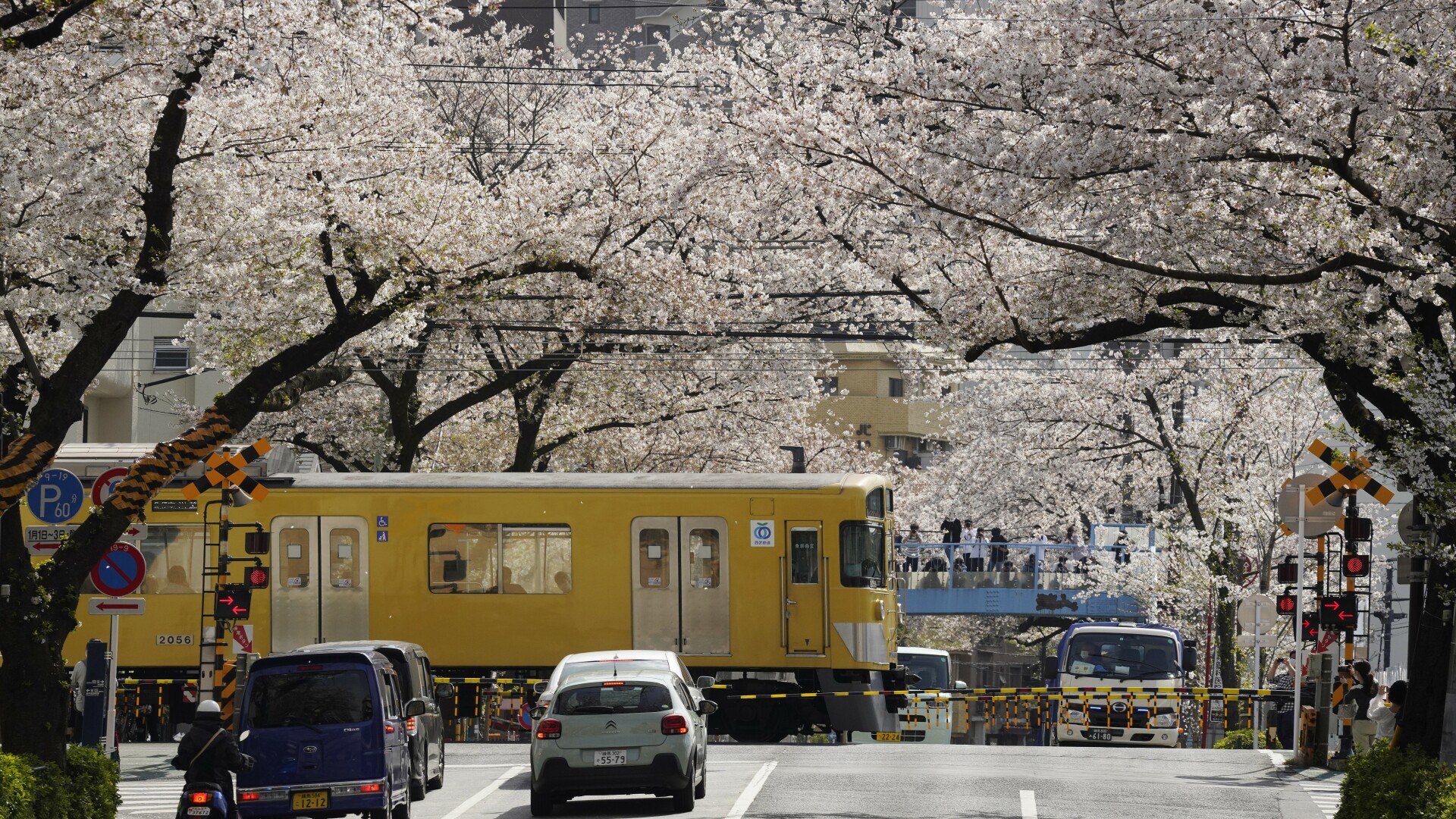 Cireși înfloriți în Tokyo, Japonia. Temperatura a ajuns la 23 de grade Celsius