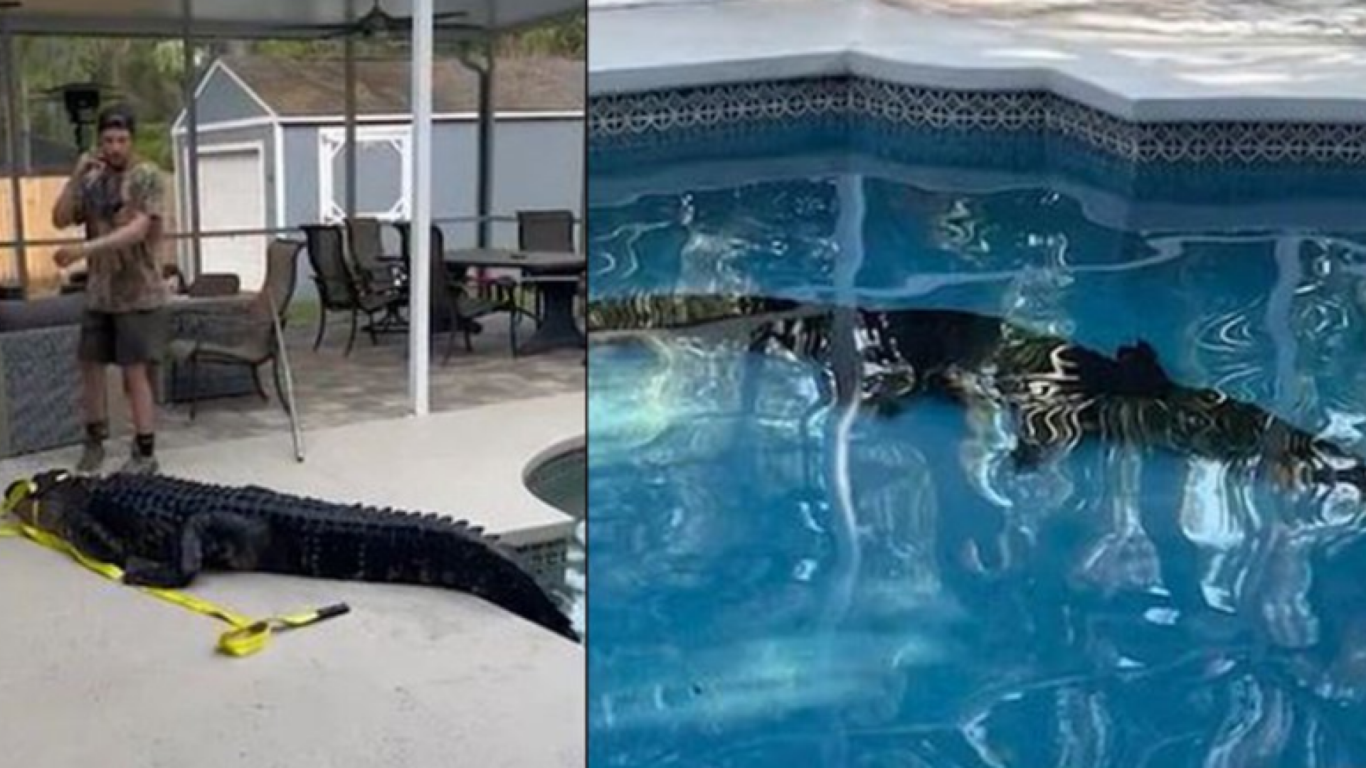 aligator piscina