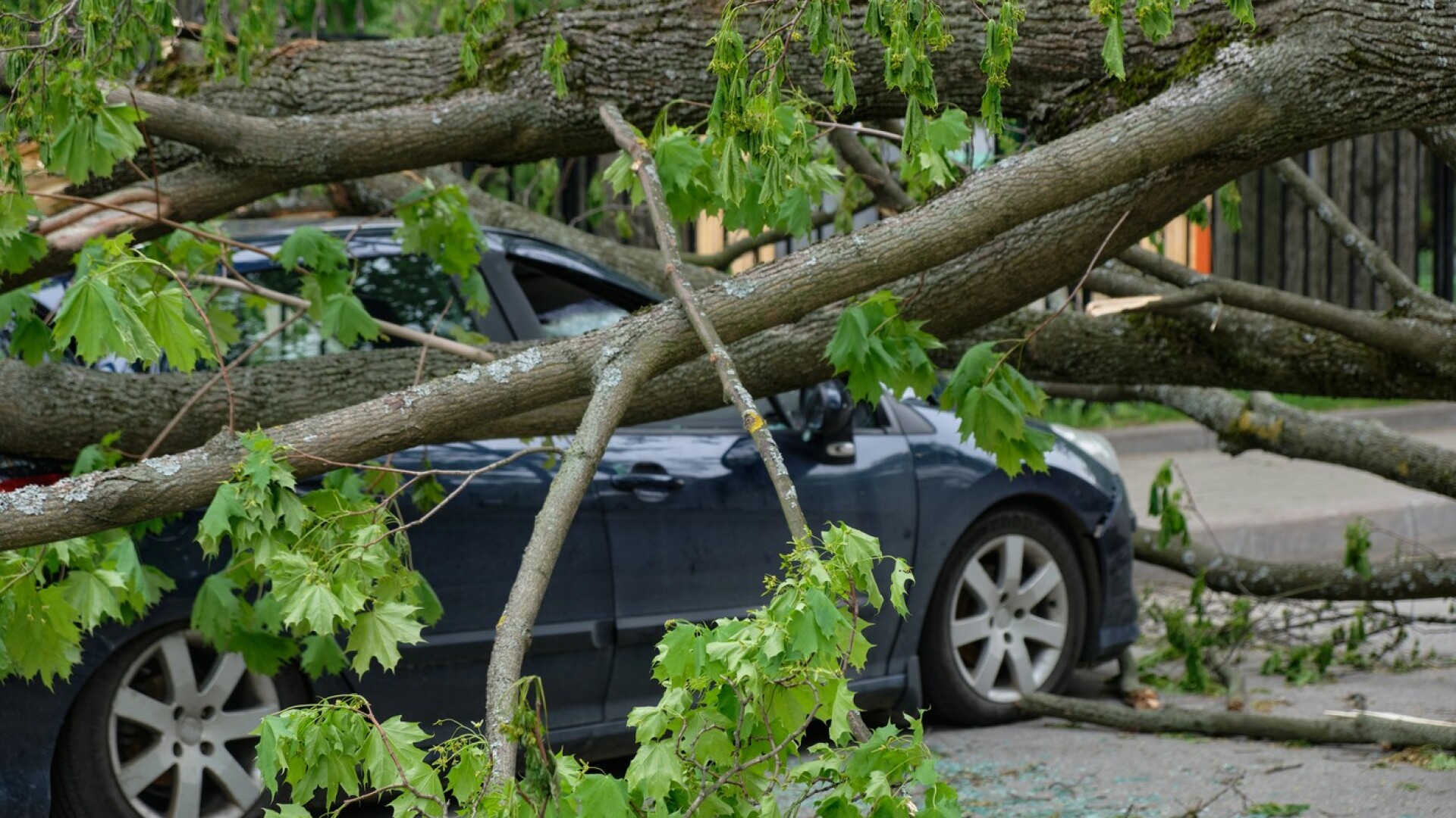 copac căzut peste o mașină