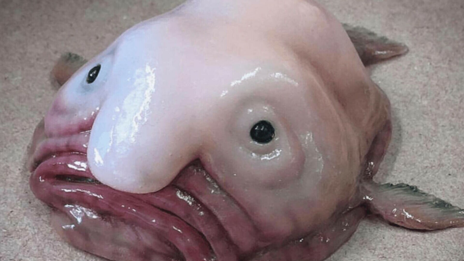 blobfish