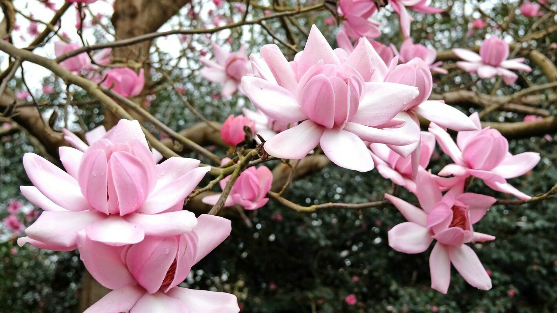 magnolii