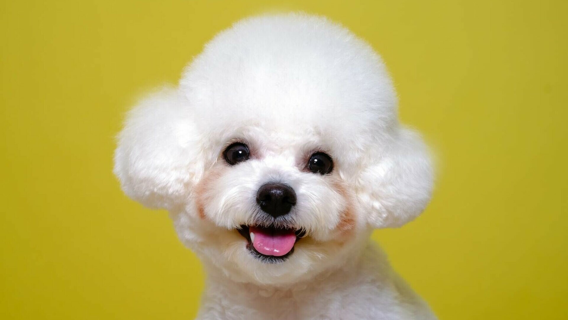 Bichon Frisé