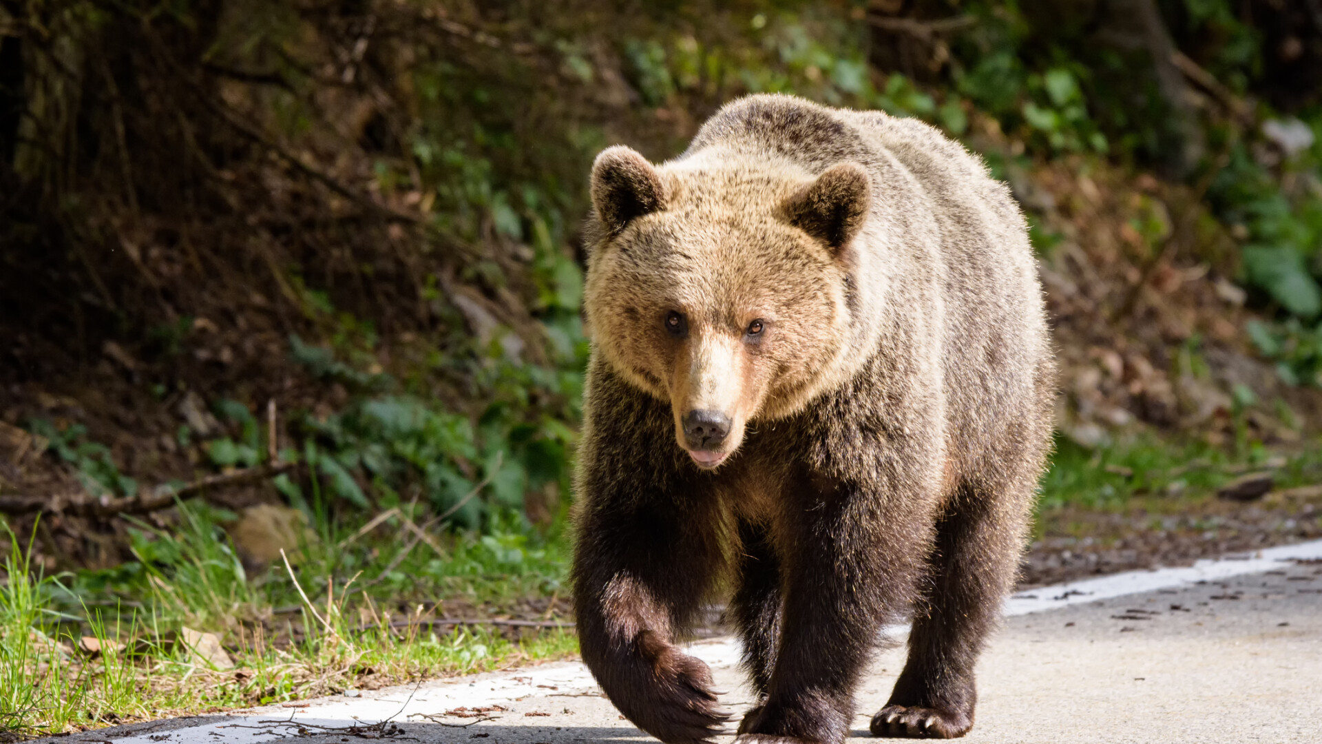 Şeful unui ocol silvic din Argeș a fost rănit de un urs. Animalul provoca pagube în gospodării
