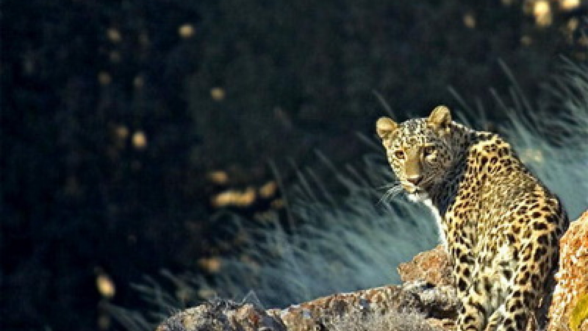 leopard anatolian