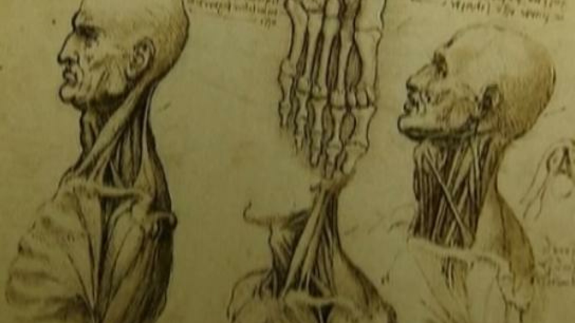 schita anatomica, Leonardo da Vinci