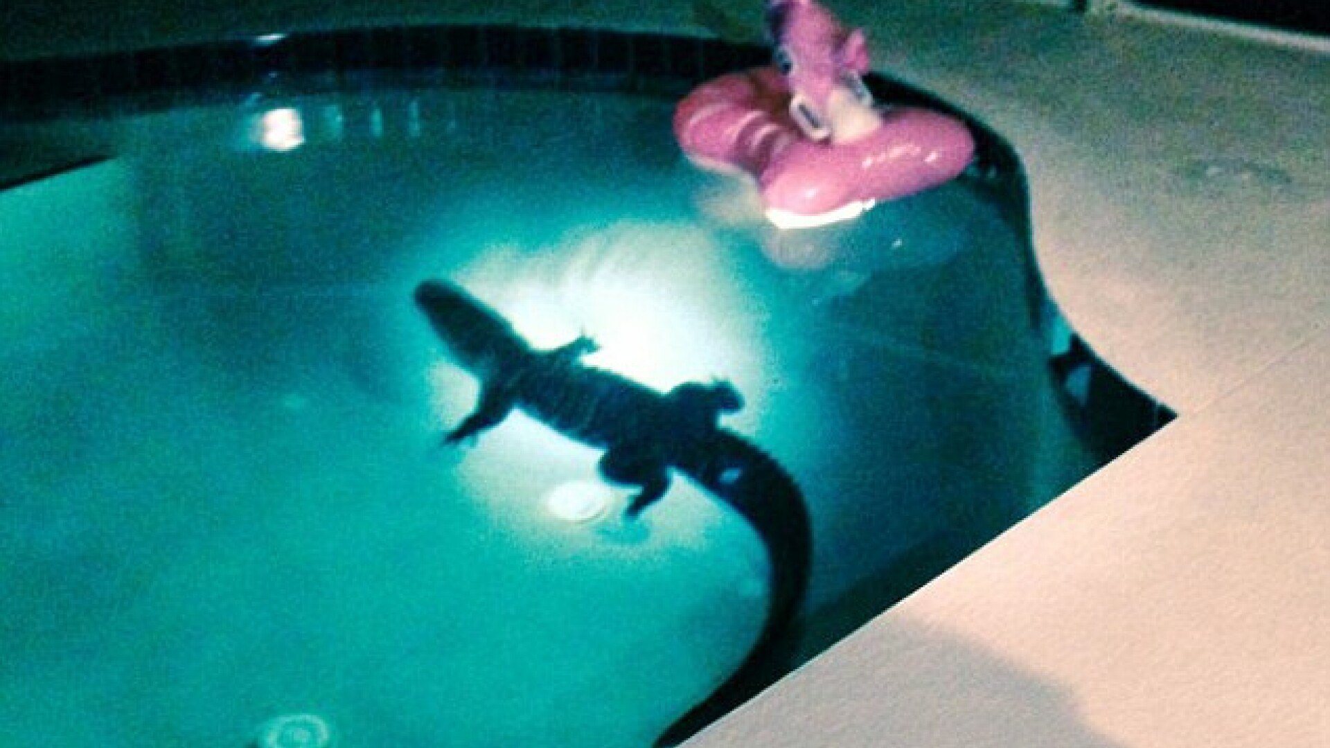 Aligator in piscina