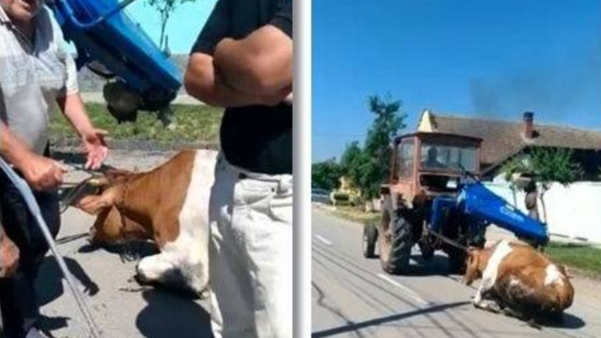 vaca tărătă cu tractorul