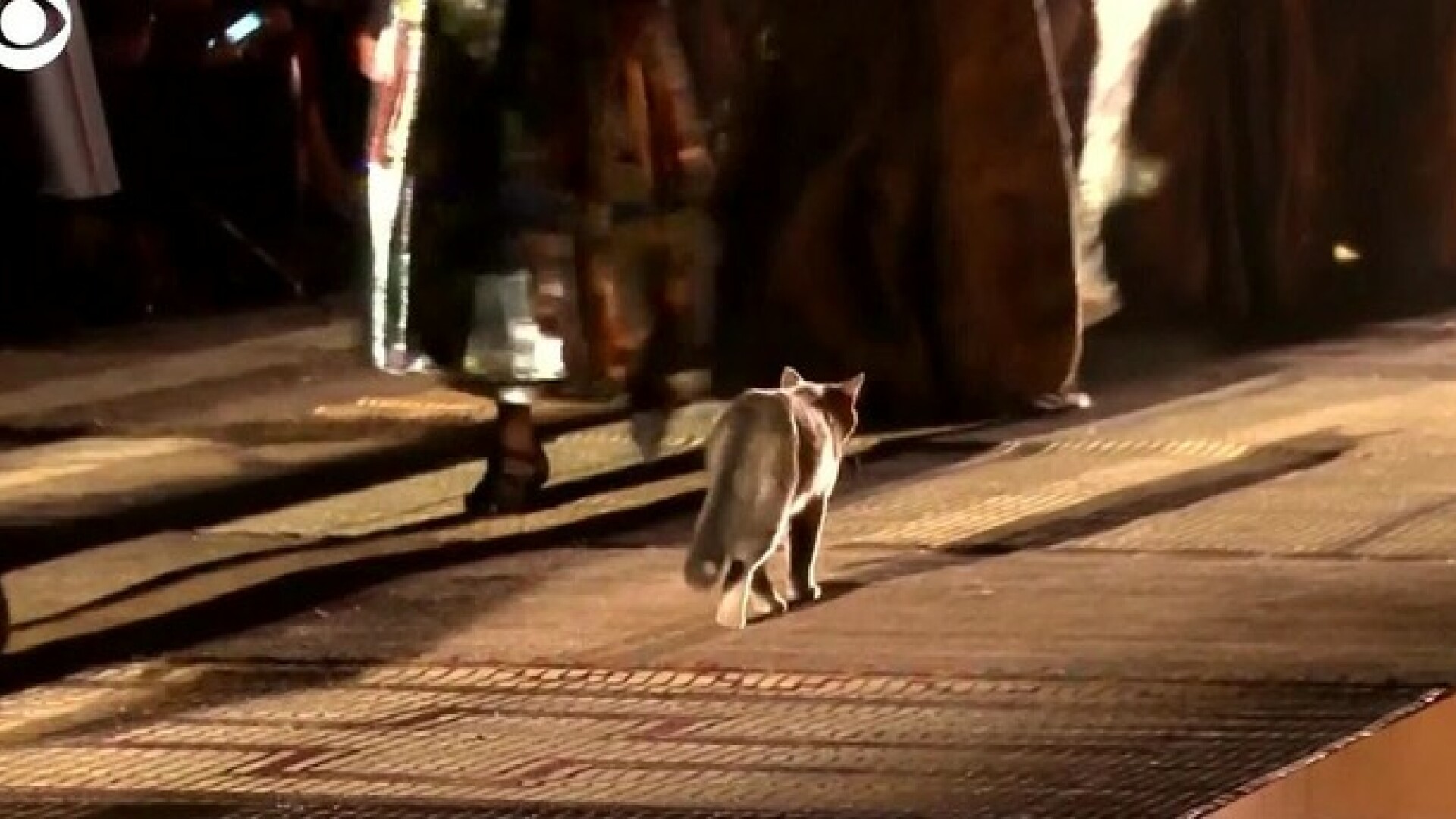 pisică Marrakech